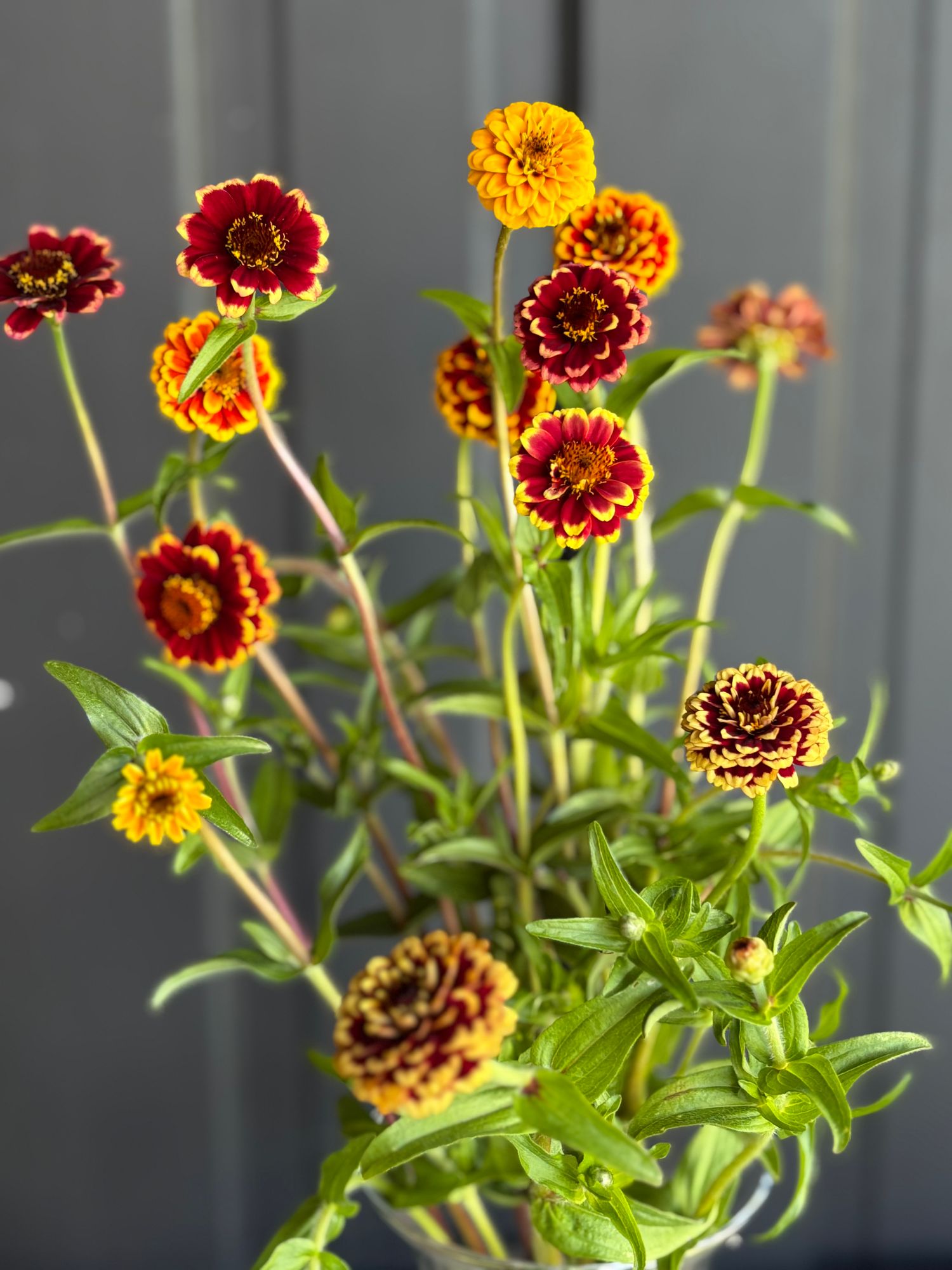 ZINNIA haageana Jazzy Mix