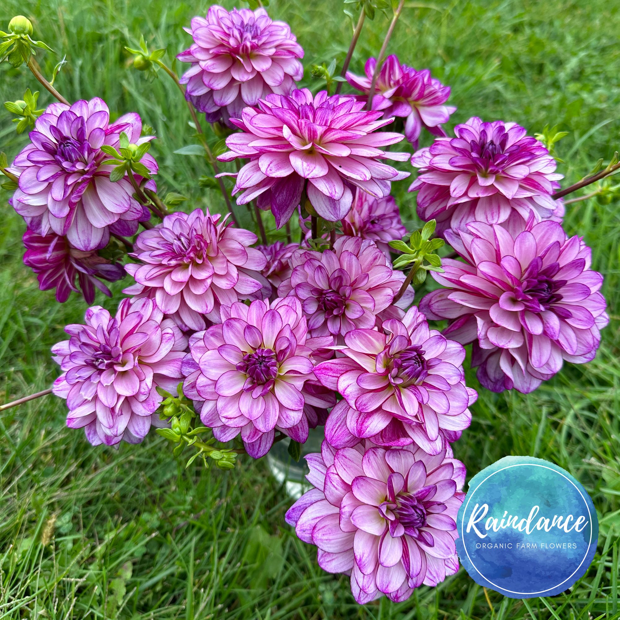 DAHLIA Seduction