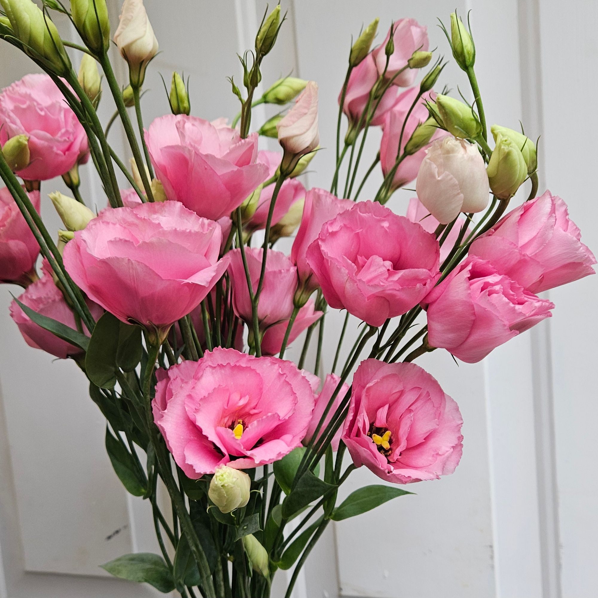 EUSTOMA grandiflorum Arena