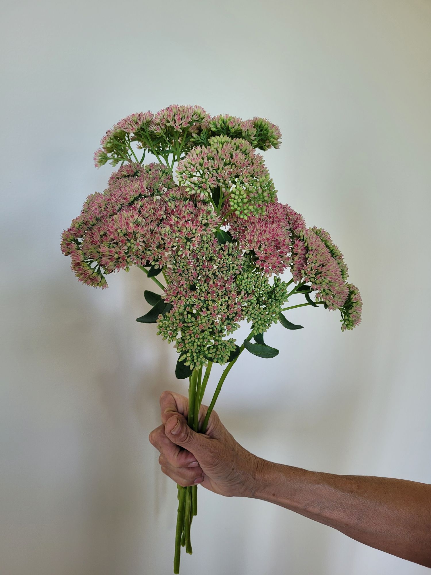 HYLOTELEPHIUM spectabile Autumn Joy