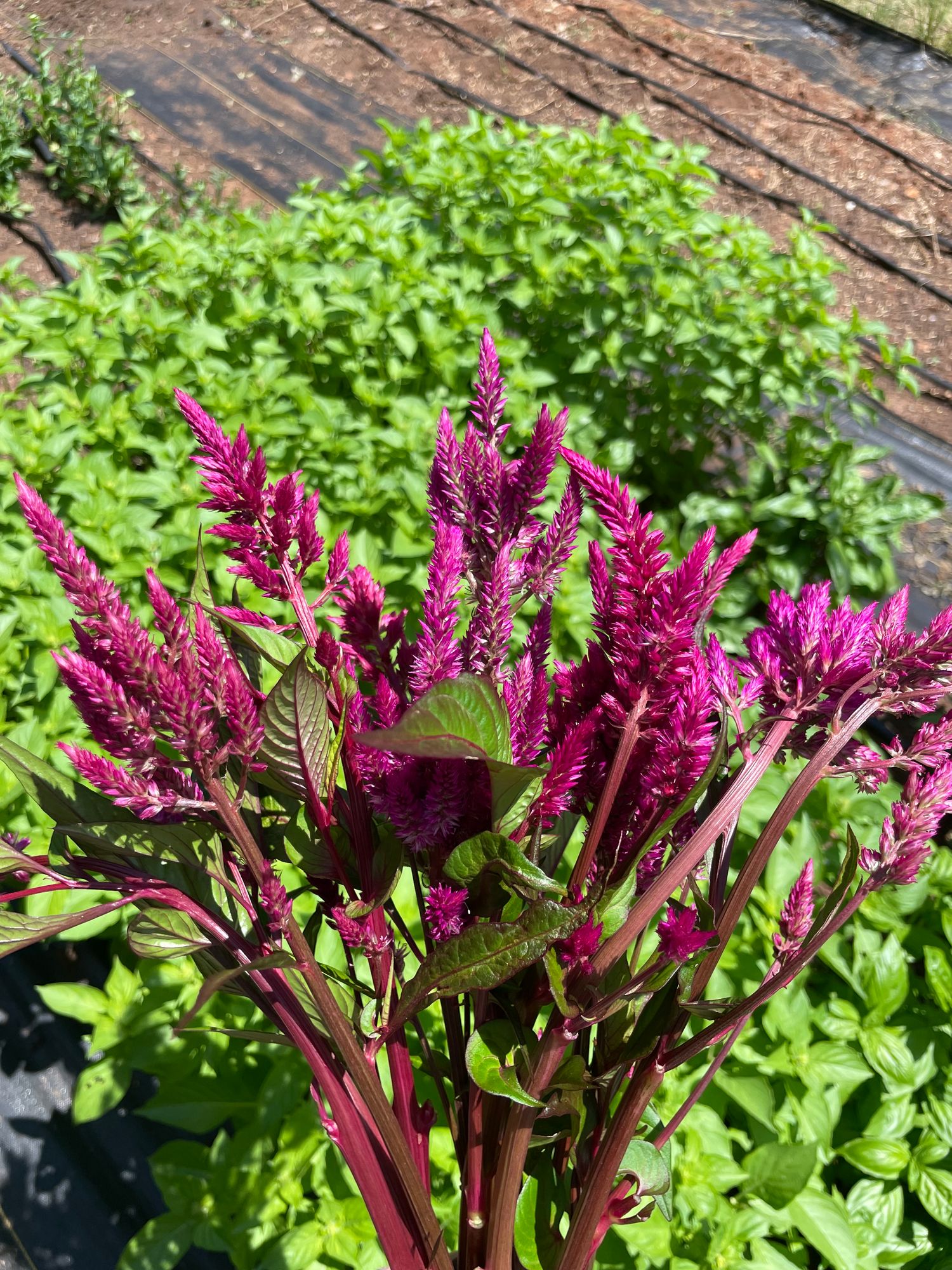 CELOSIA argentea var. plumosa