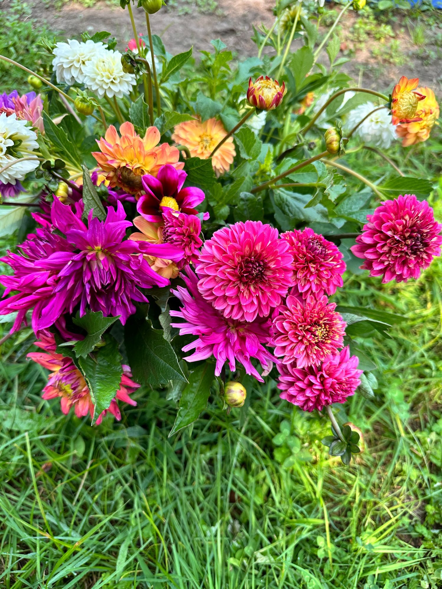 DAHLIA Decorative