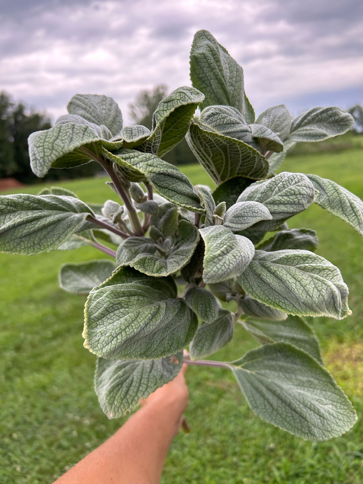 PLECTRANTHUS argentatus