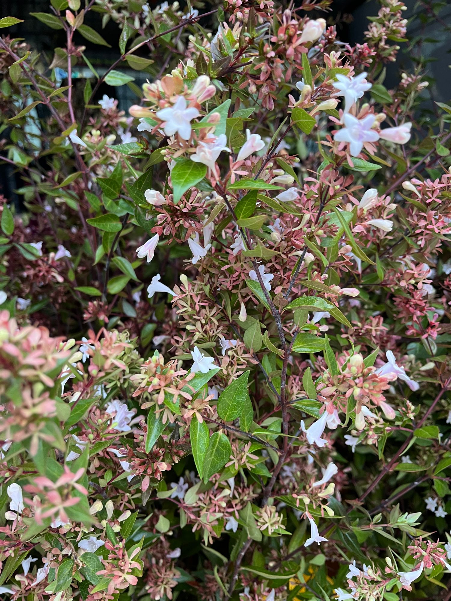 ABELIA x