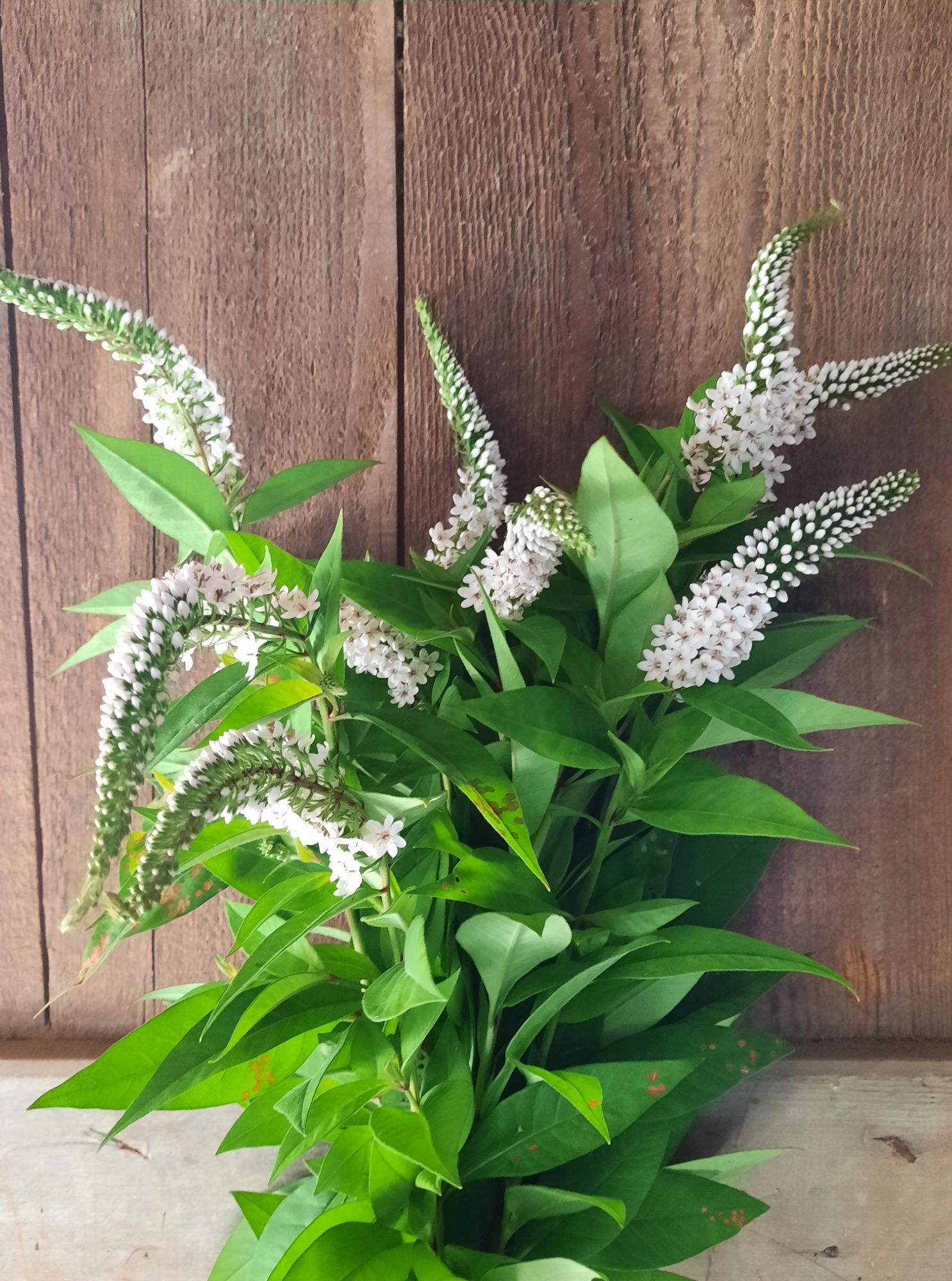 LYSIMACHIA clethroides