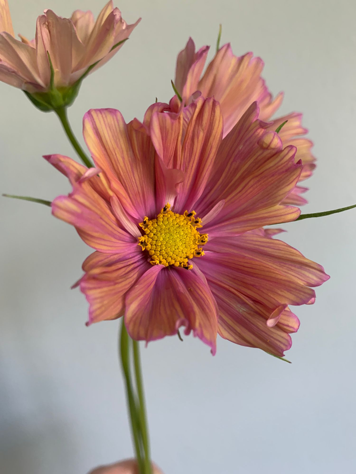 COSMOS bipinnatus Apricotta