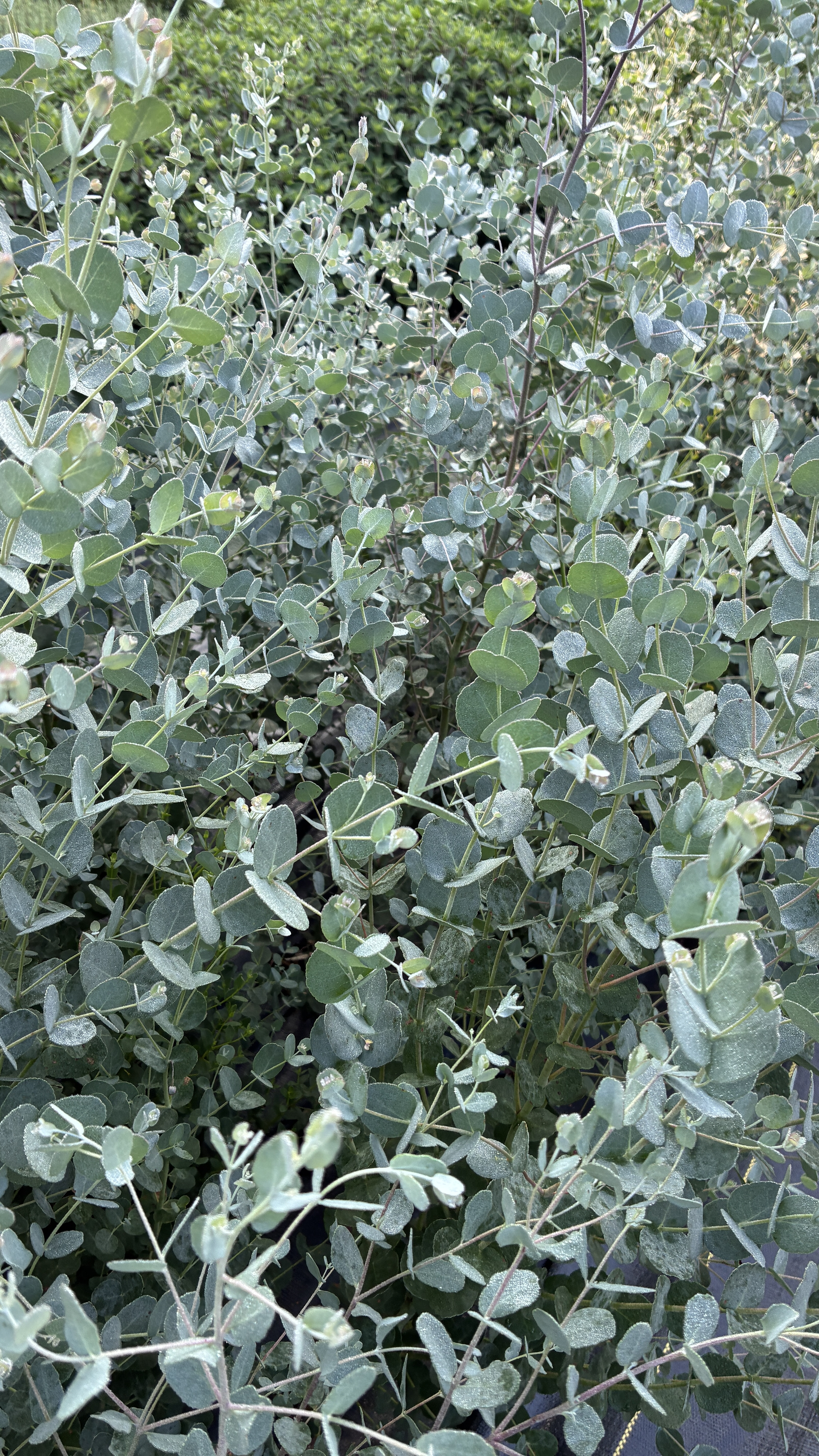 EUCALYPTUS gunnii Silver Drop