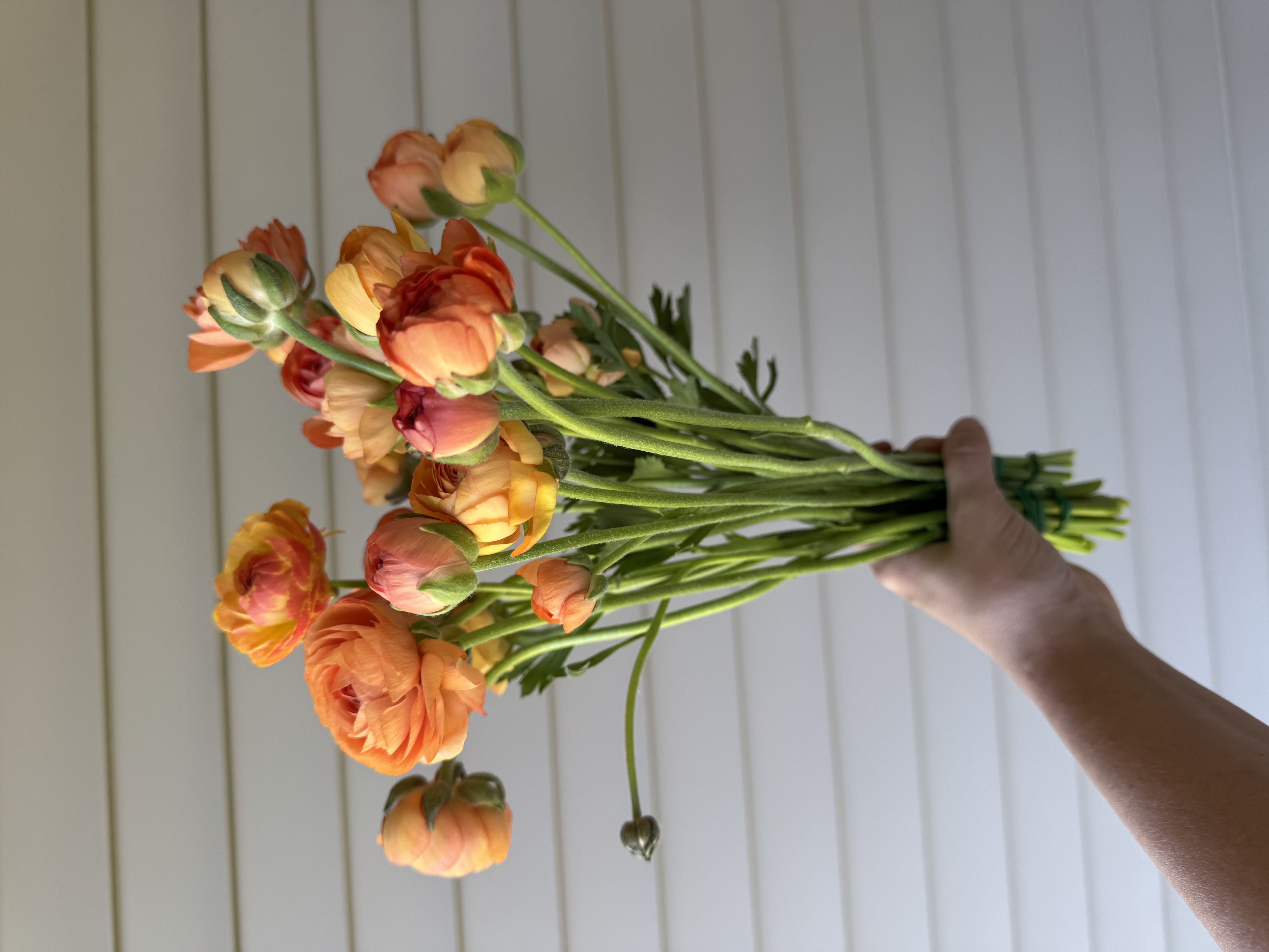 RANUNCULUS Amandine Salmon