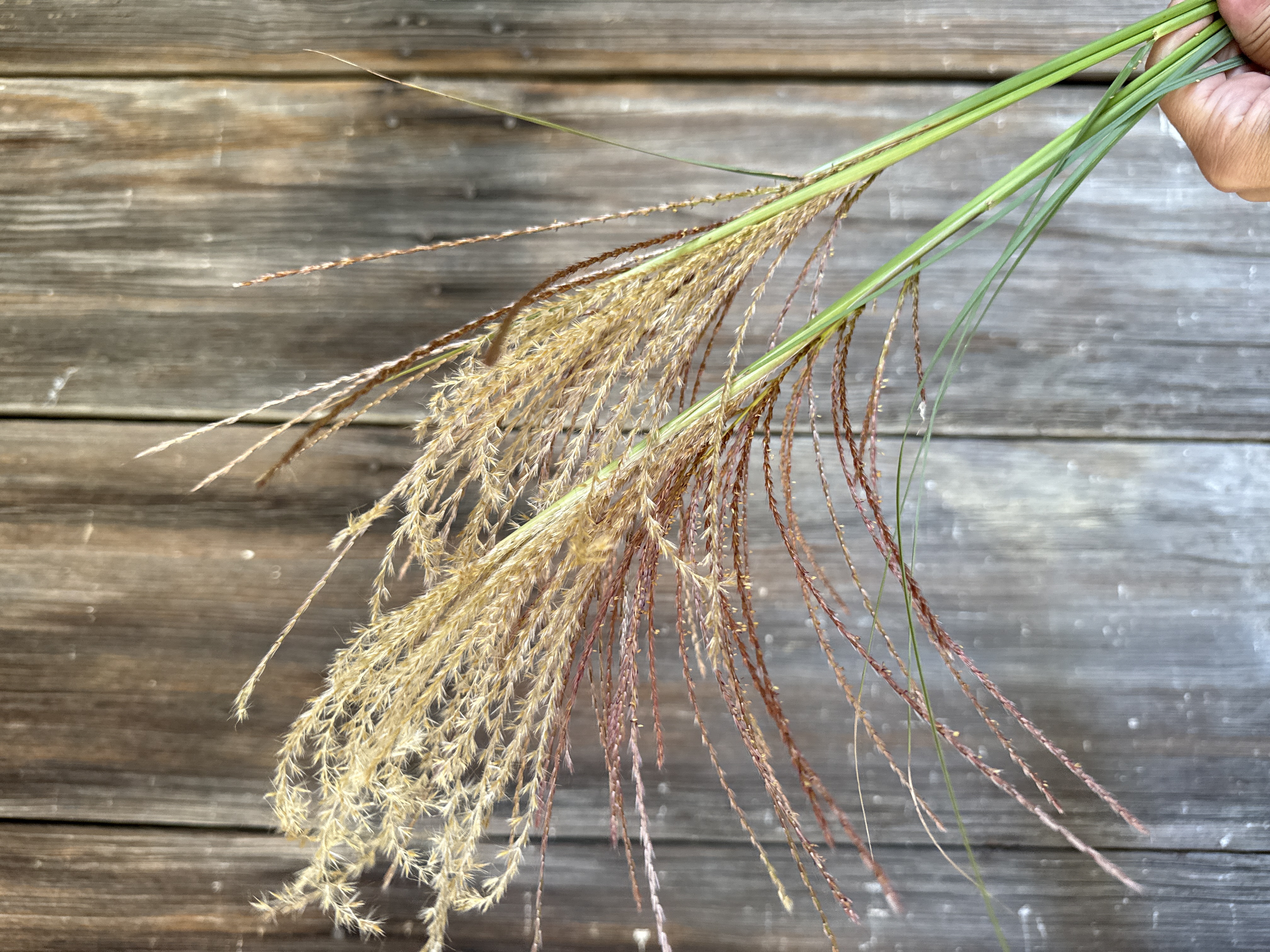 ORNAMENTAL GRASS