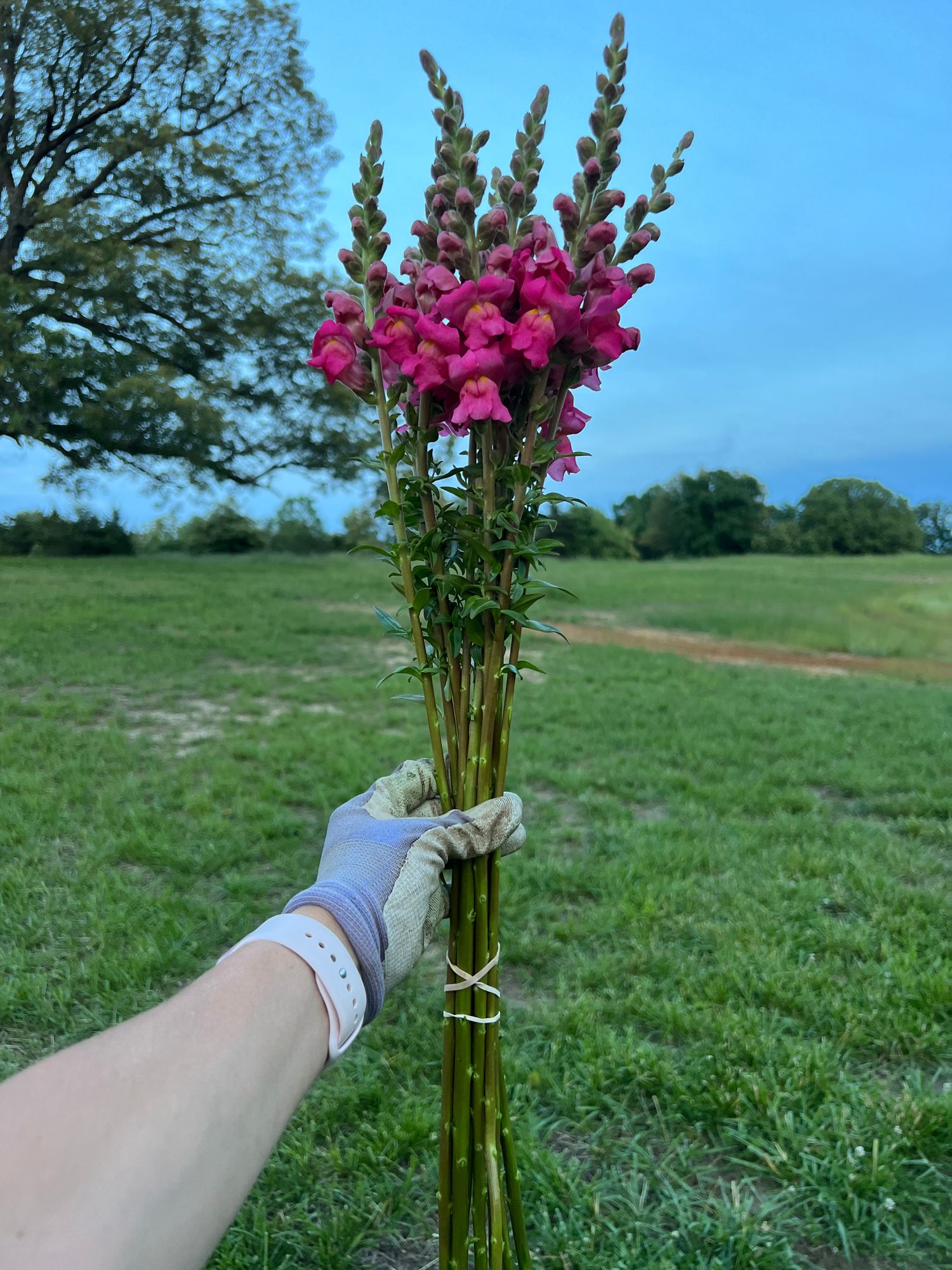 ANTIRRHINUM majus Early Potomac