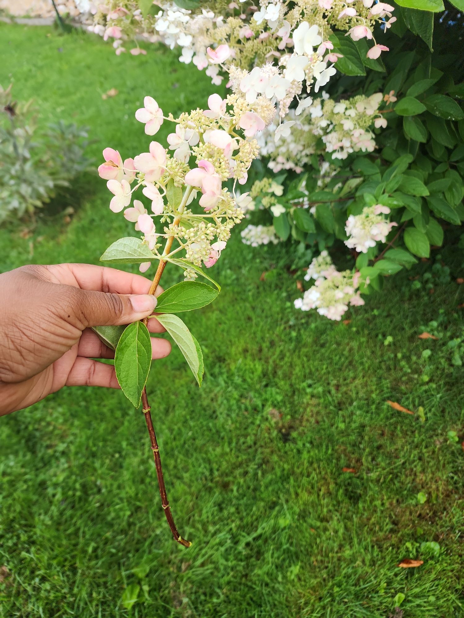 HYDRANGEA paniculata