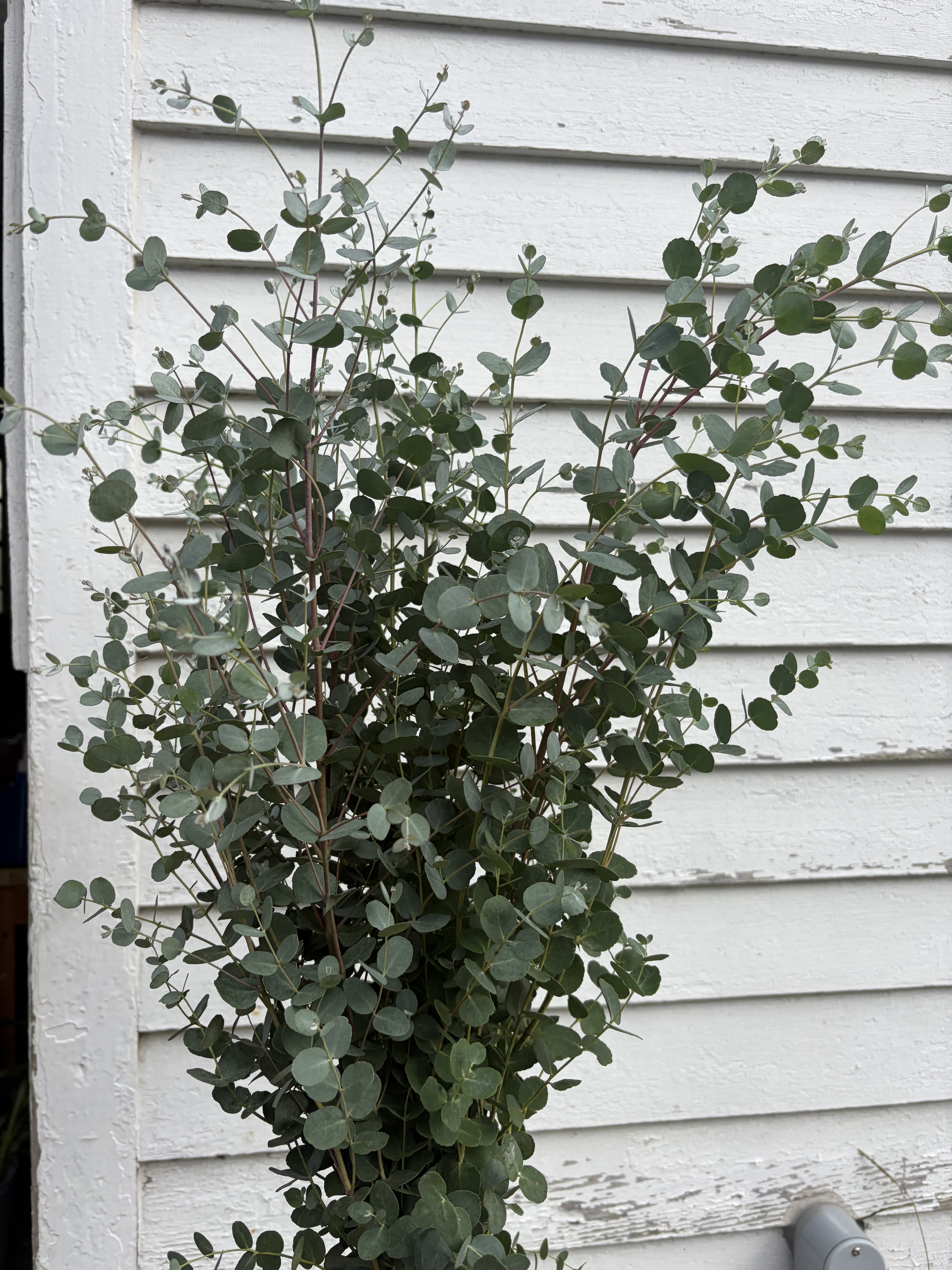 EUCALYPTUS gunnii Silver Drop