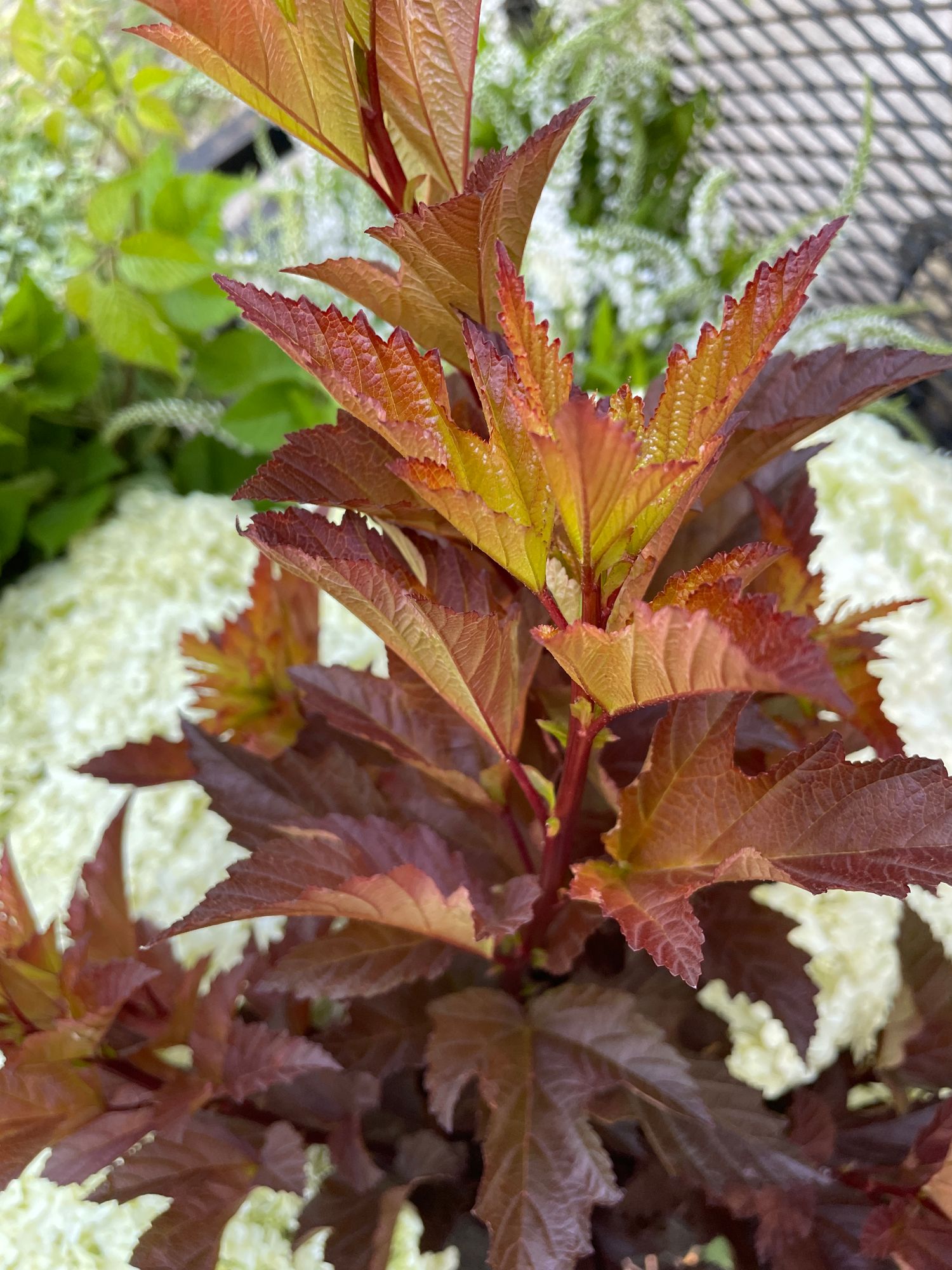 PHYSOCARPUS opulifolius Tiny Wine