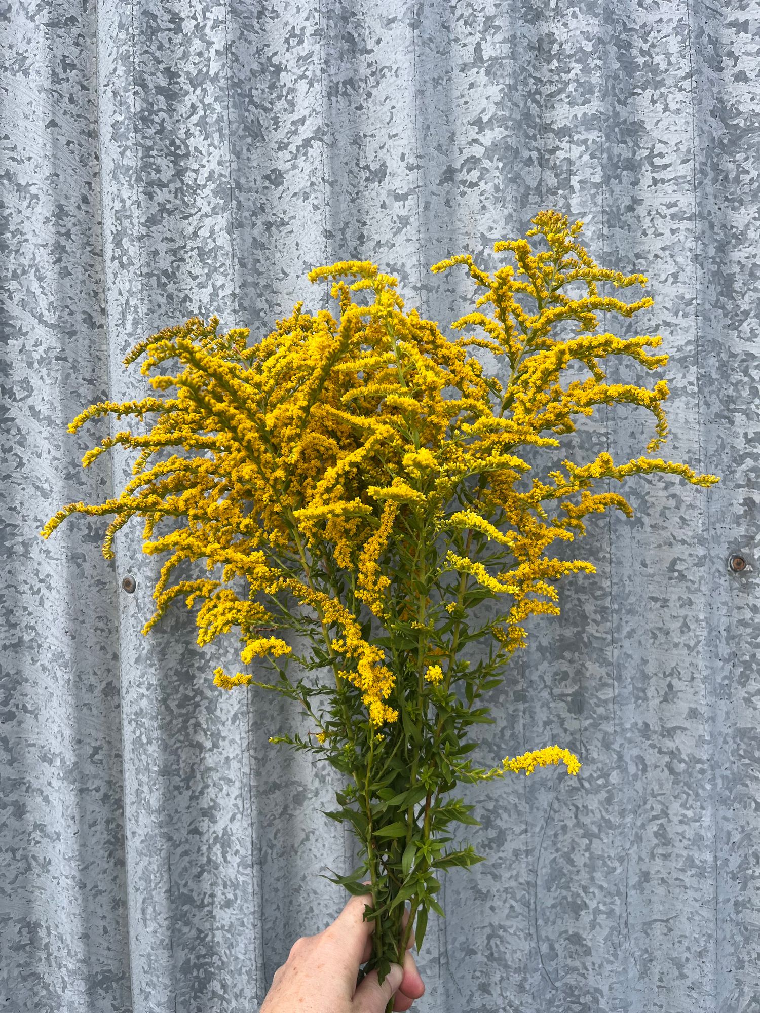 SOLIDAGO