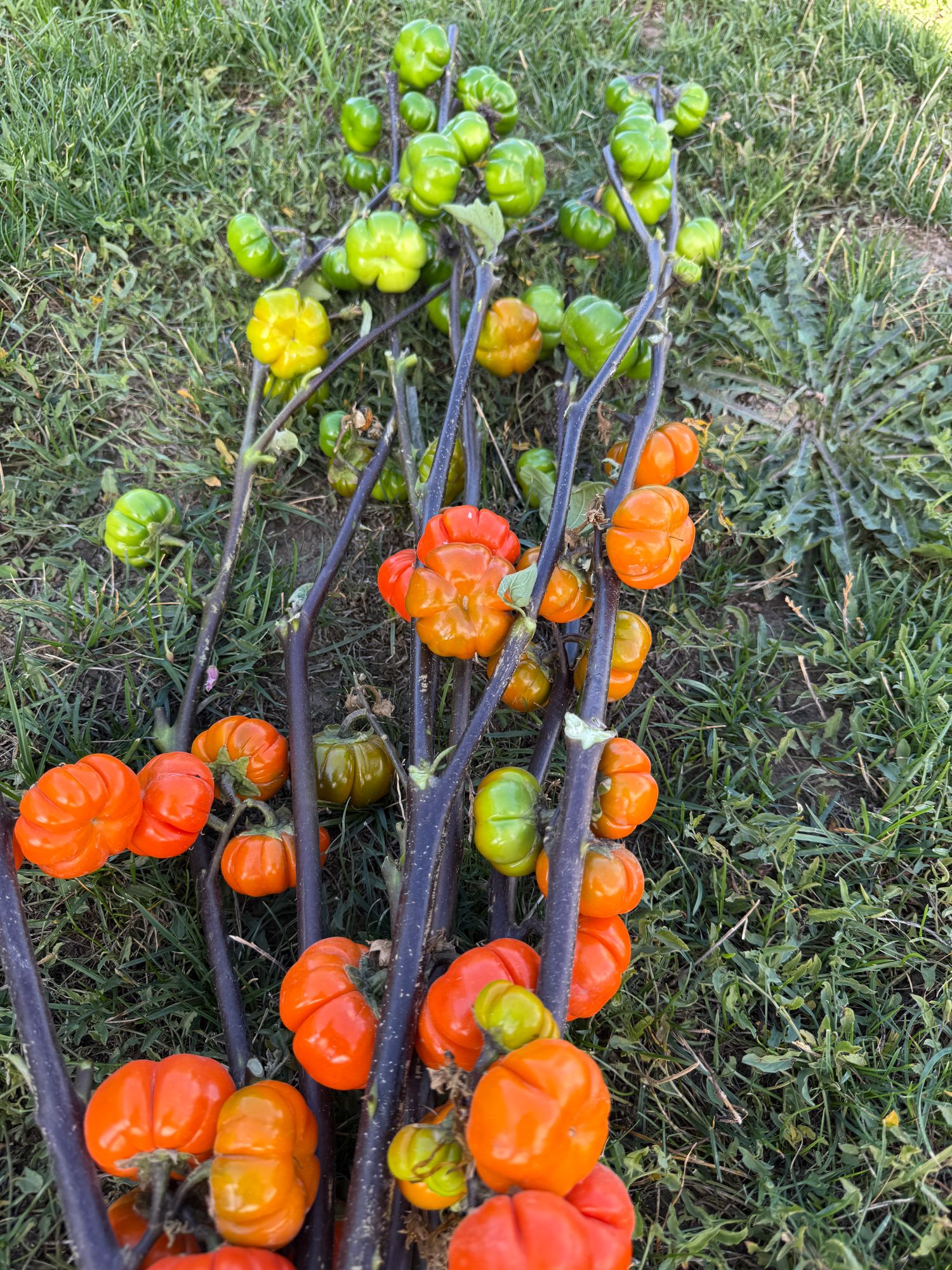 SOLANUM integrifolium