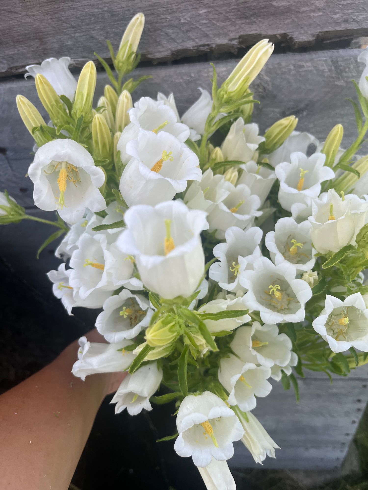 CAMPANULA carpatica Champion Pro
