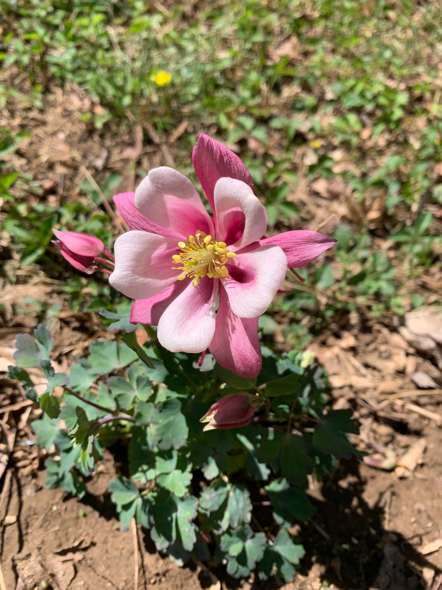 AQUILEGIA caerulea Kirigami