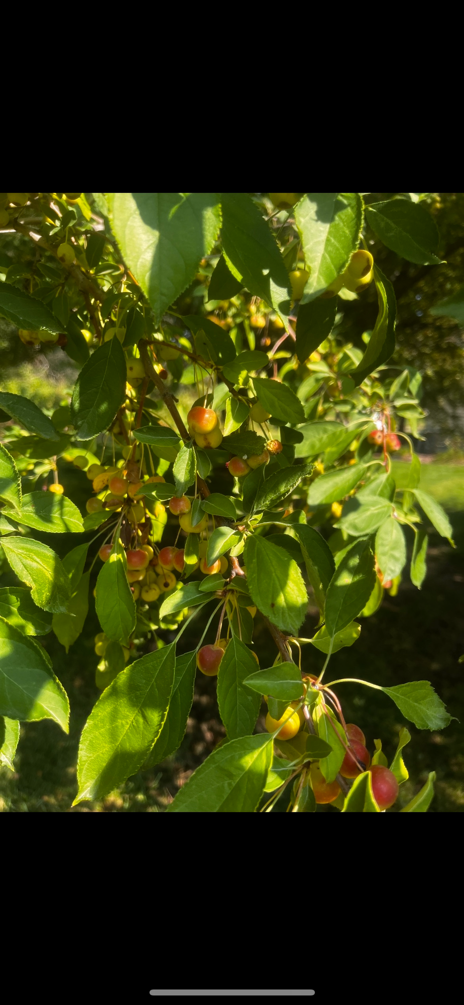 MALUS x micromalus Kaido