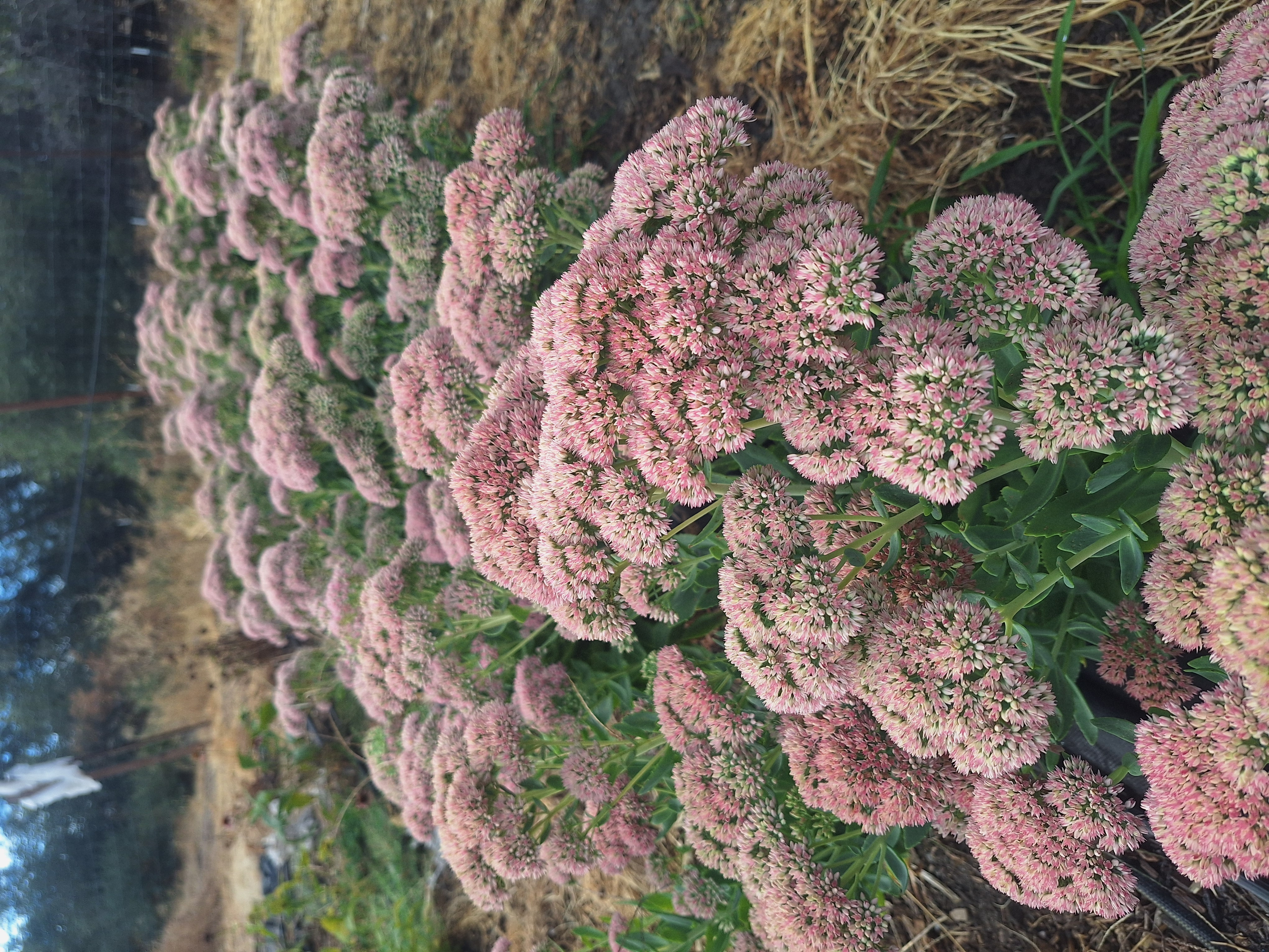 HYLOTELEPHIUM spectabile Autumn Joy