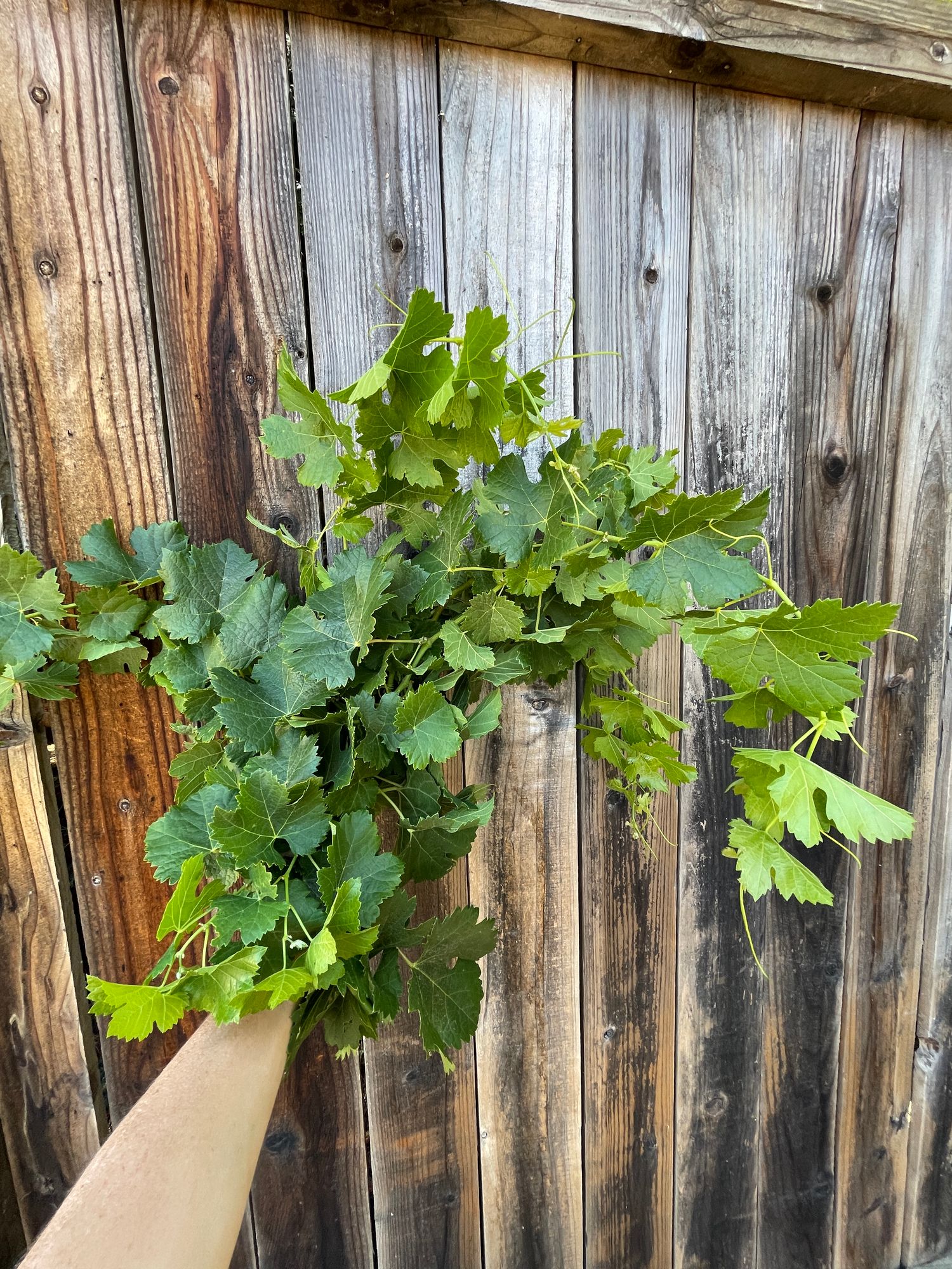 VITIS vinifera