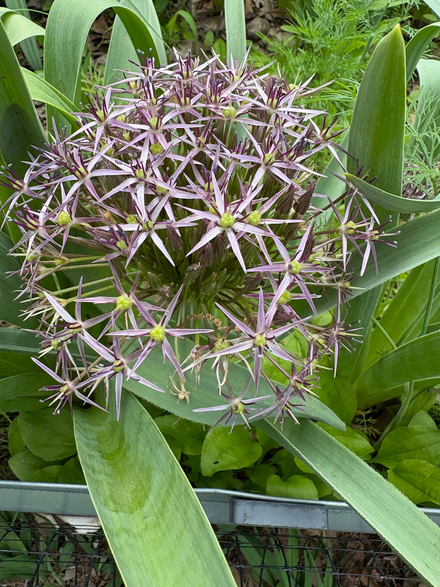 ALLIUM atropurpureum x christophii Firmament