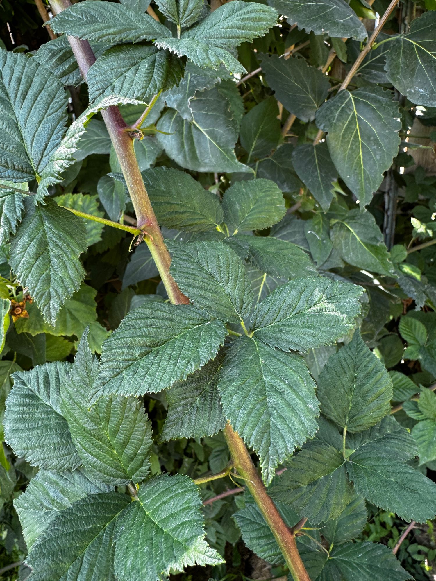 RUBUS fruticosus