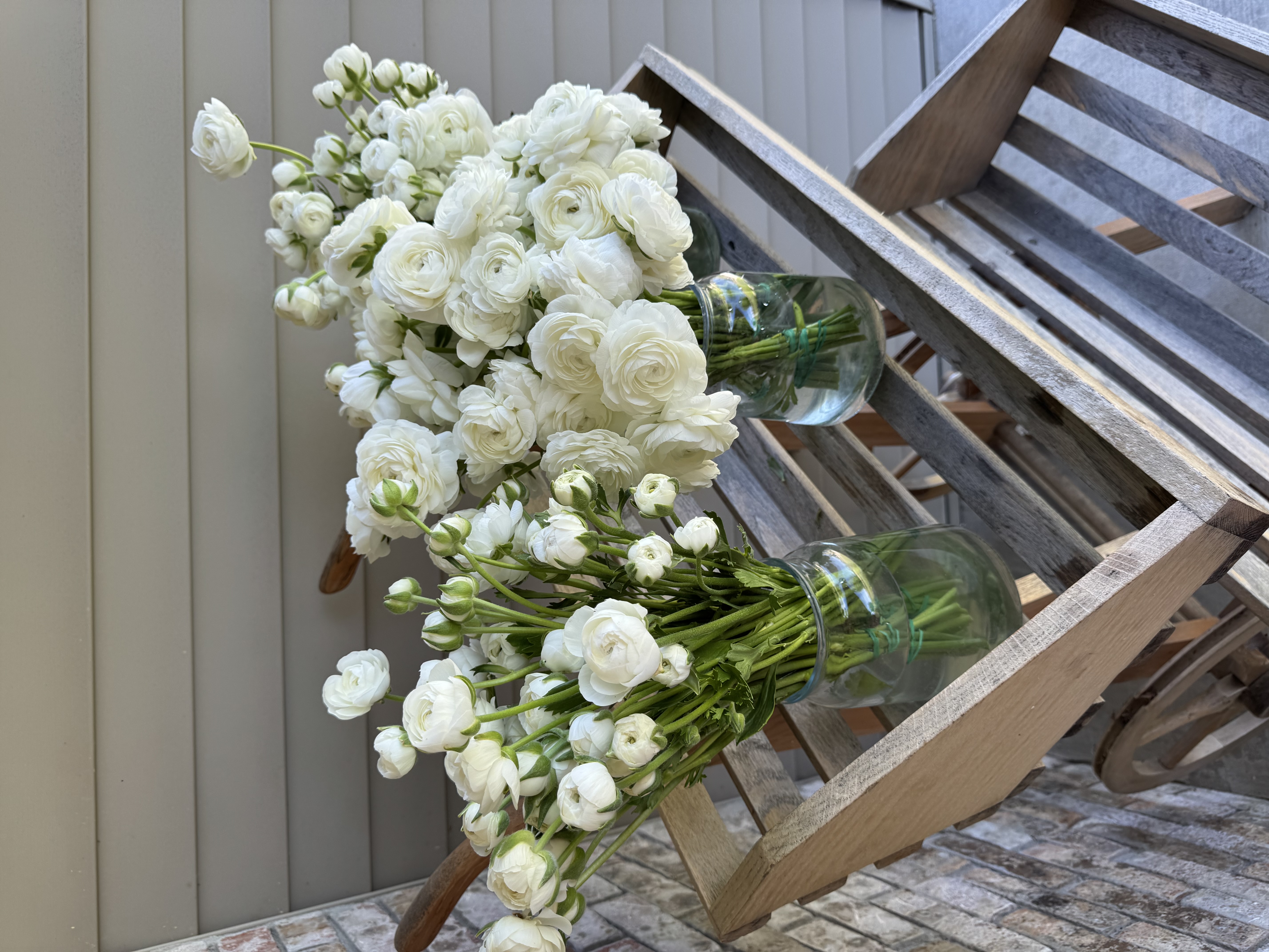 RANUNCULUS Half Clone Iceberg