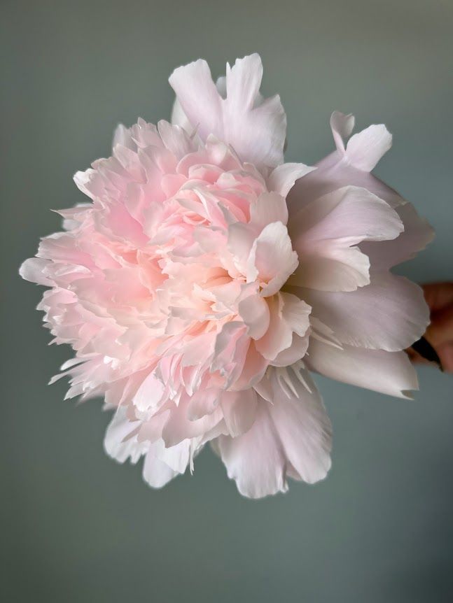 PAEONIA lactiflora Pecher