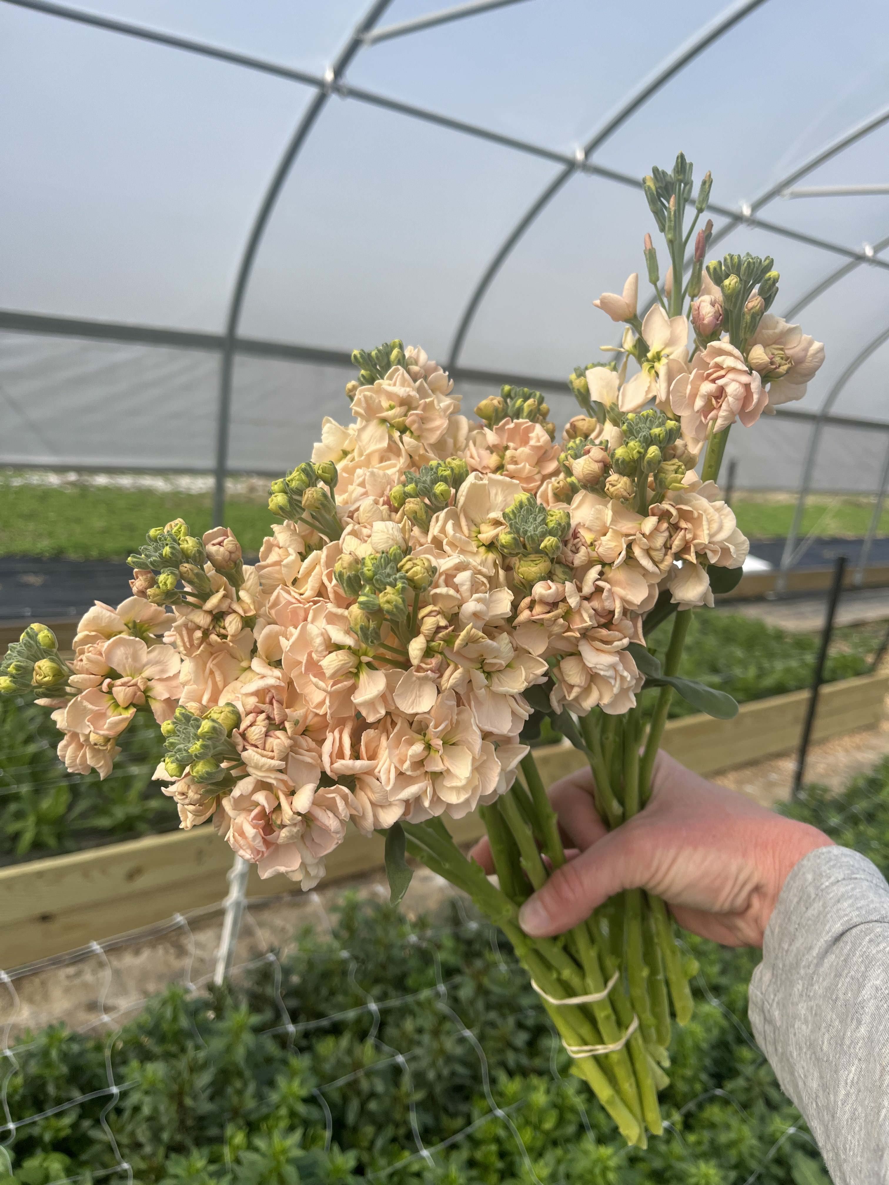 MATTHIOLA incana Apricot