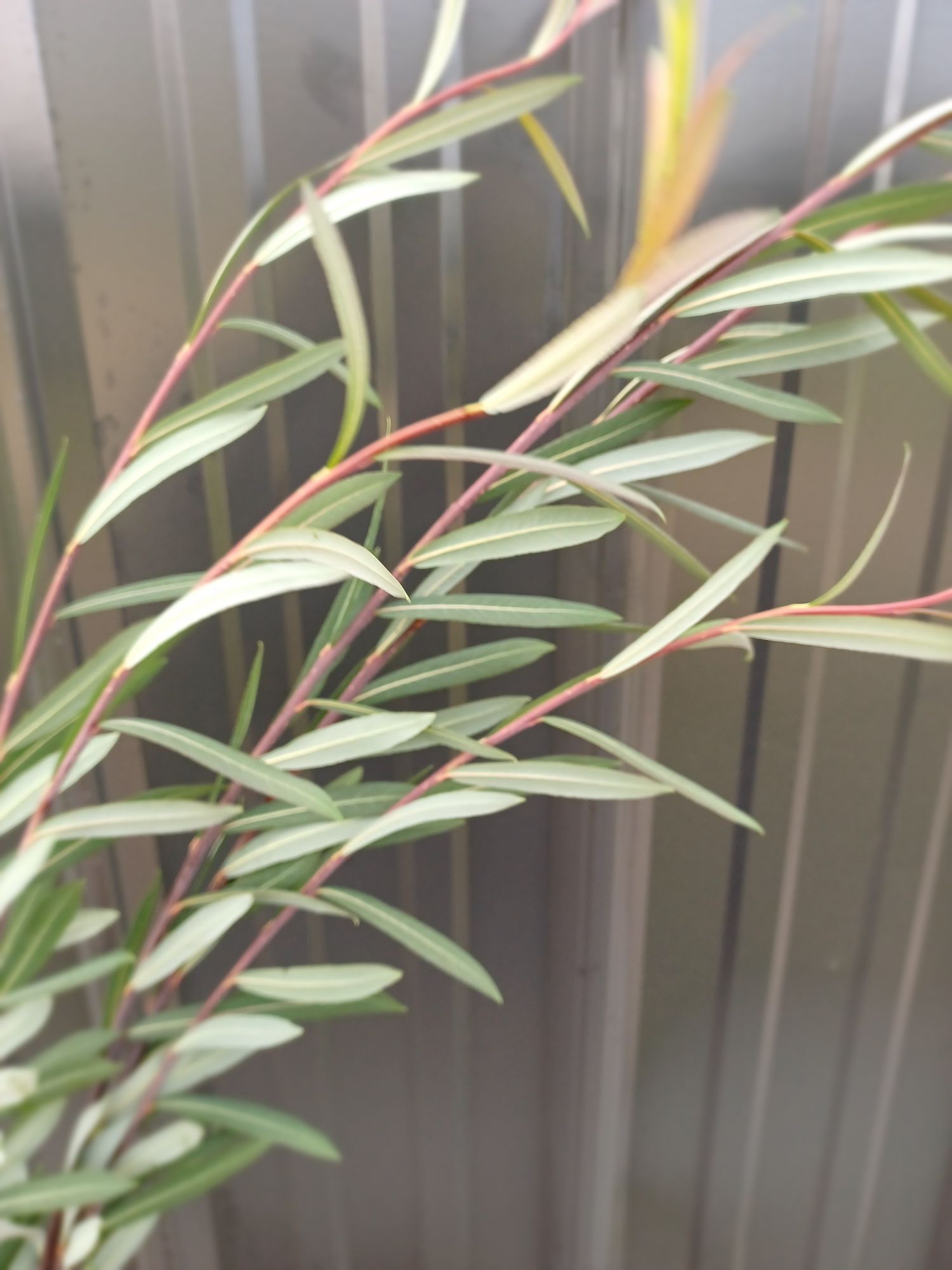 SALIX purpurea