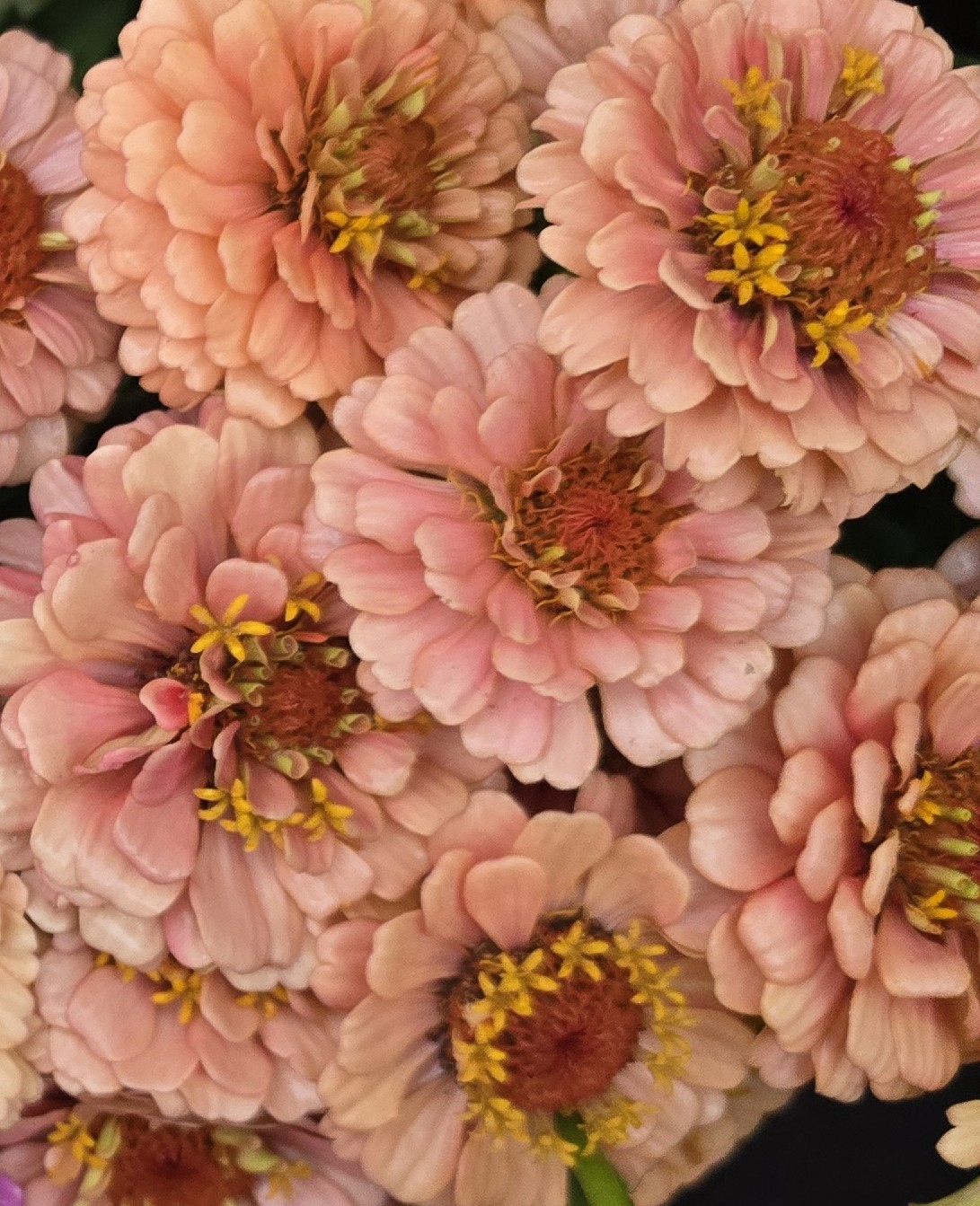 ZINNIA elegans Oklahoma Salmon