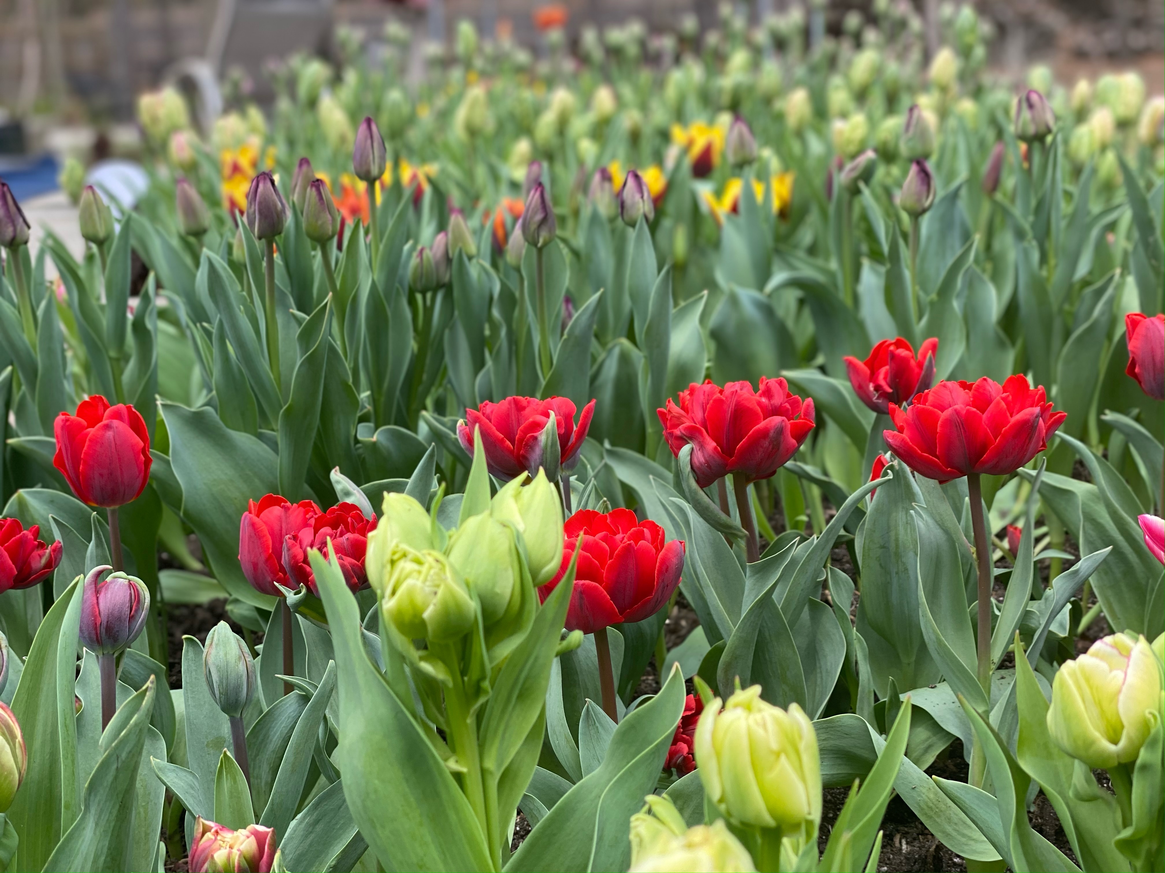 Naked Flower Farm Banner