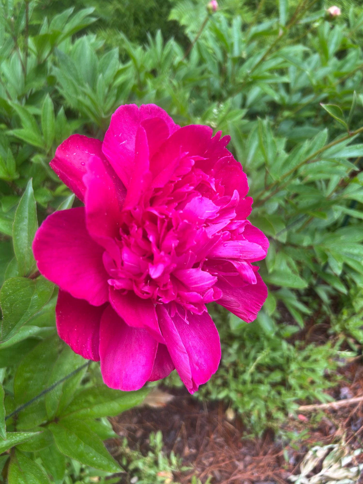 PAEONIA lactiflora Karl Rosenfield