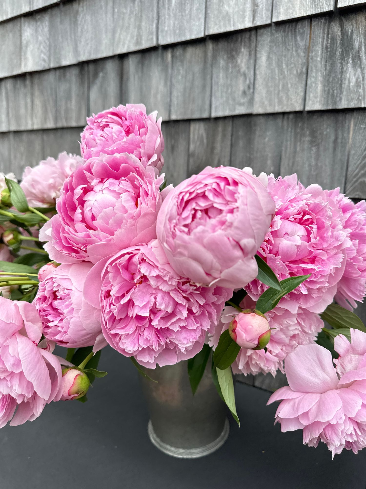 PAEONIA lactiflora Sarah Bernhardt