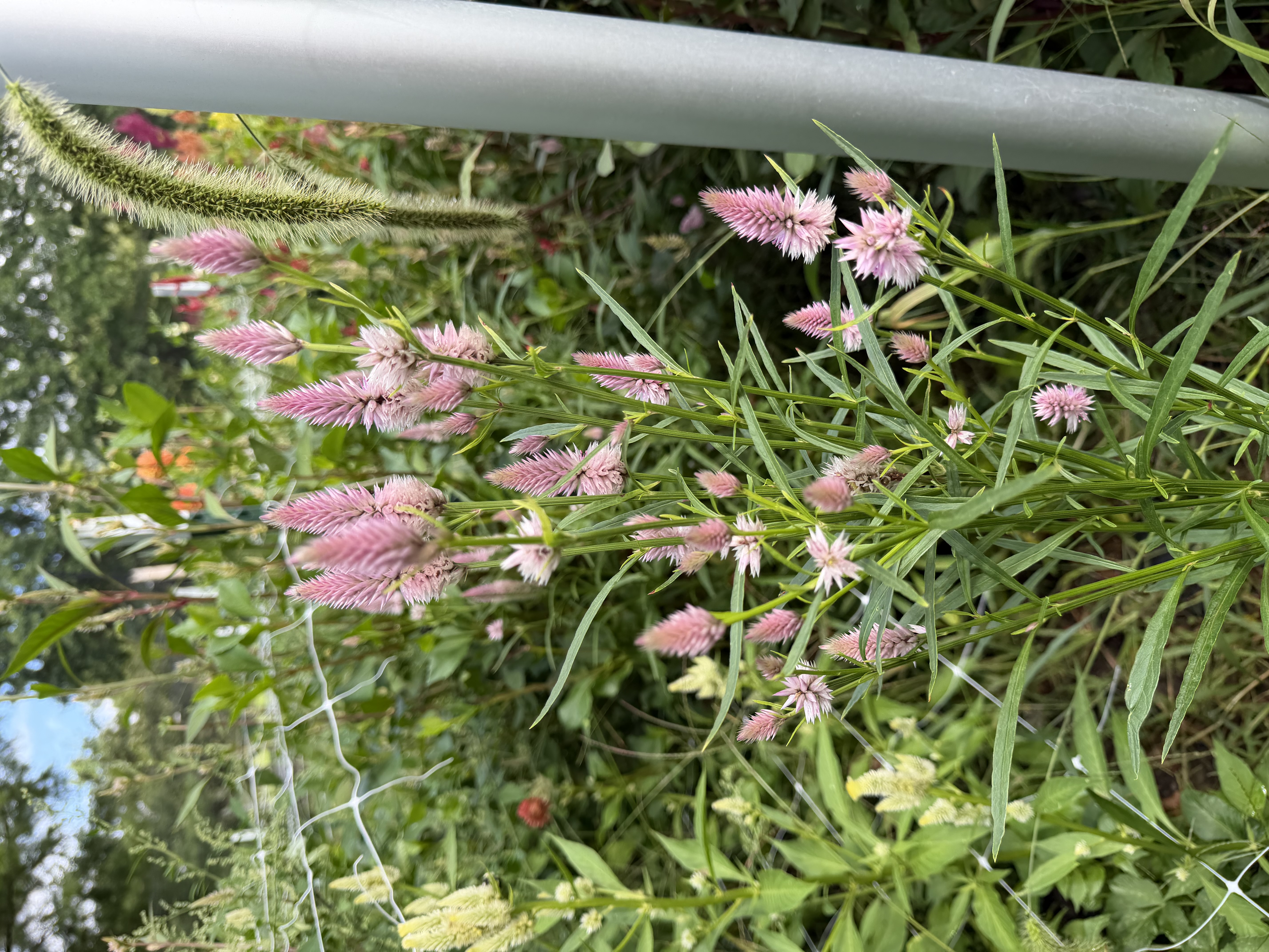 CELOSIA argentea spicata Flamingo Feather