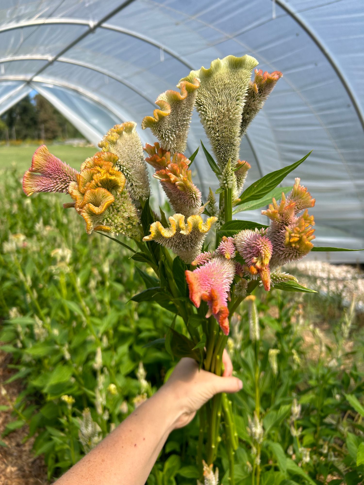 CELOSIA argentea var. cristata Pink Champagne