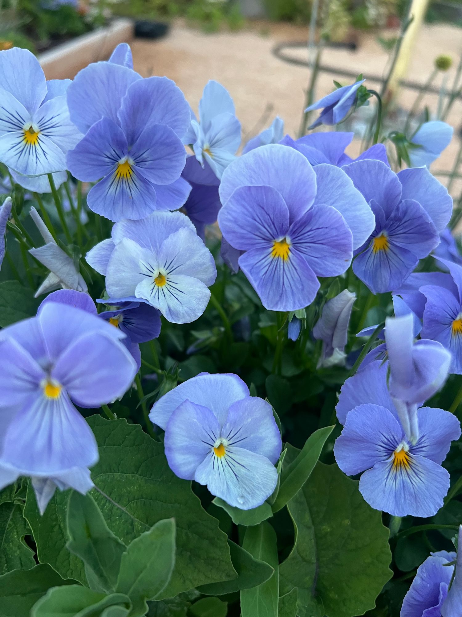 VIOLA x wittrockiana Celestial Blue