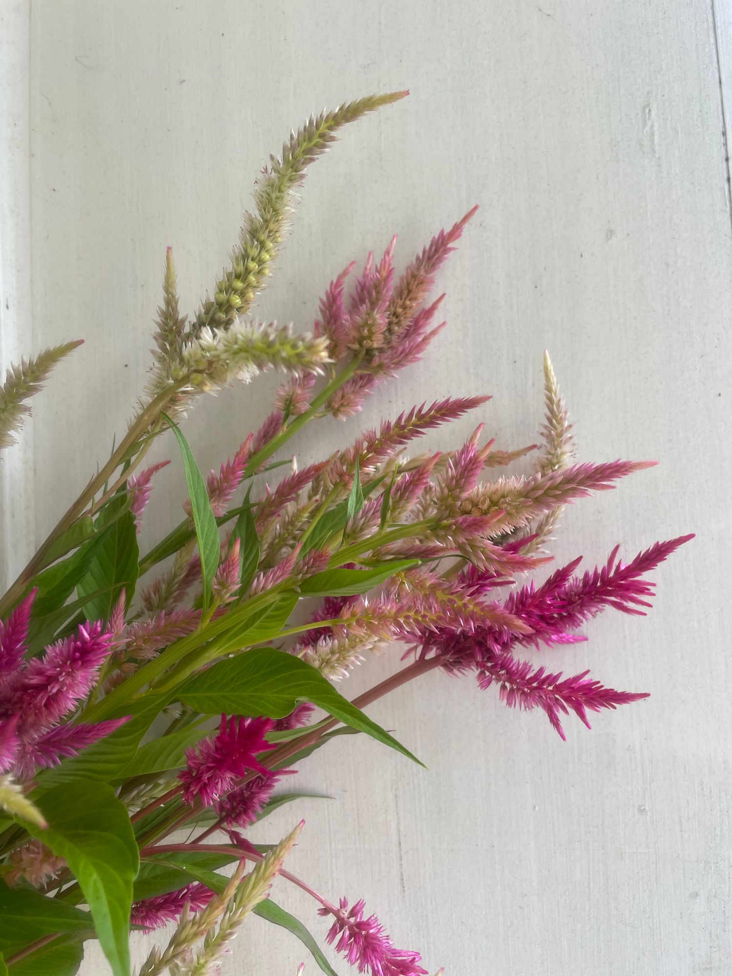 CELOSIA argentea var. plumosa Texas Plume Summer Sherbert