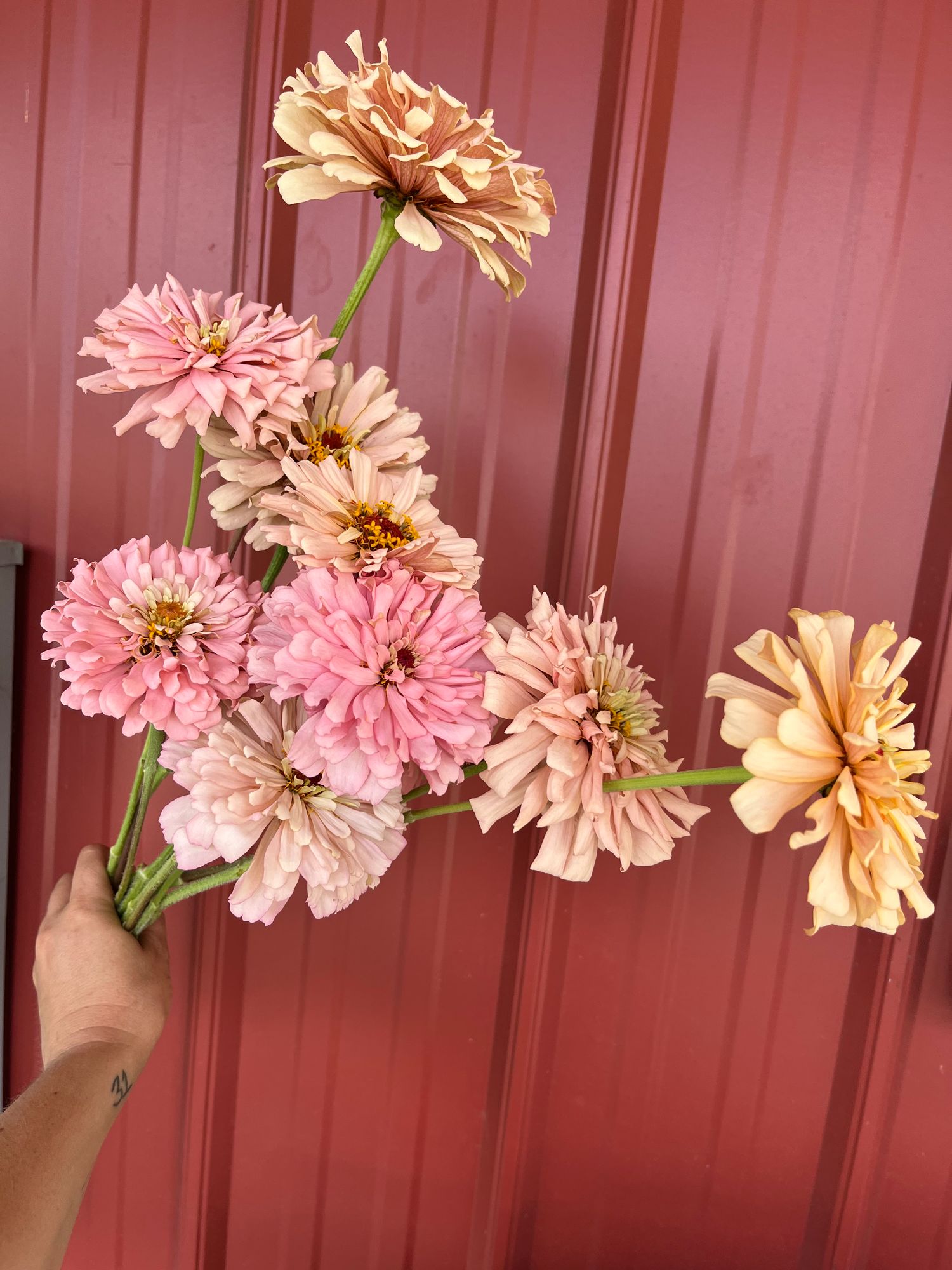 ZINNIA elegans Ballerina