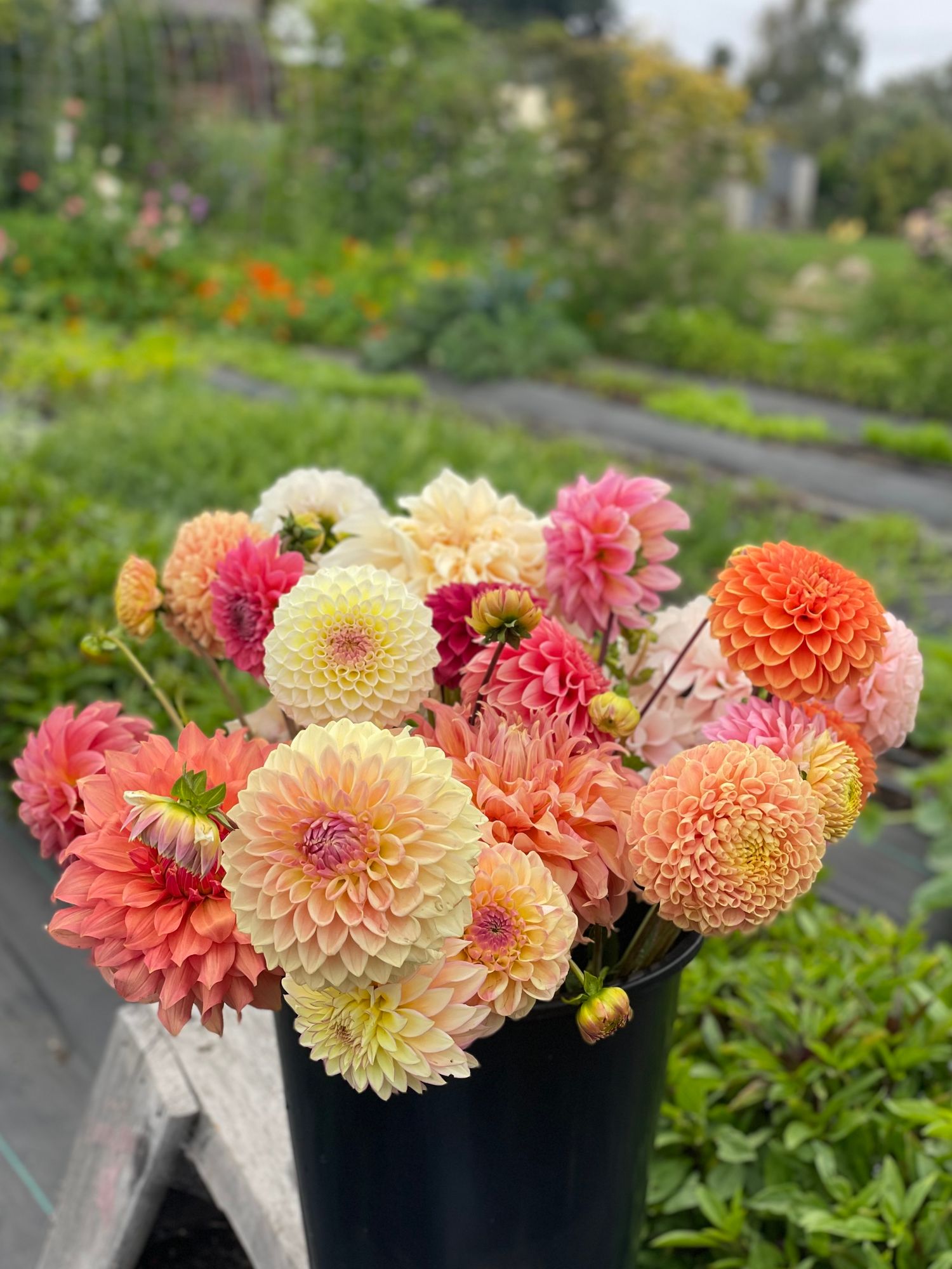 RETAIL Dahlia By-The-Stem