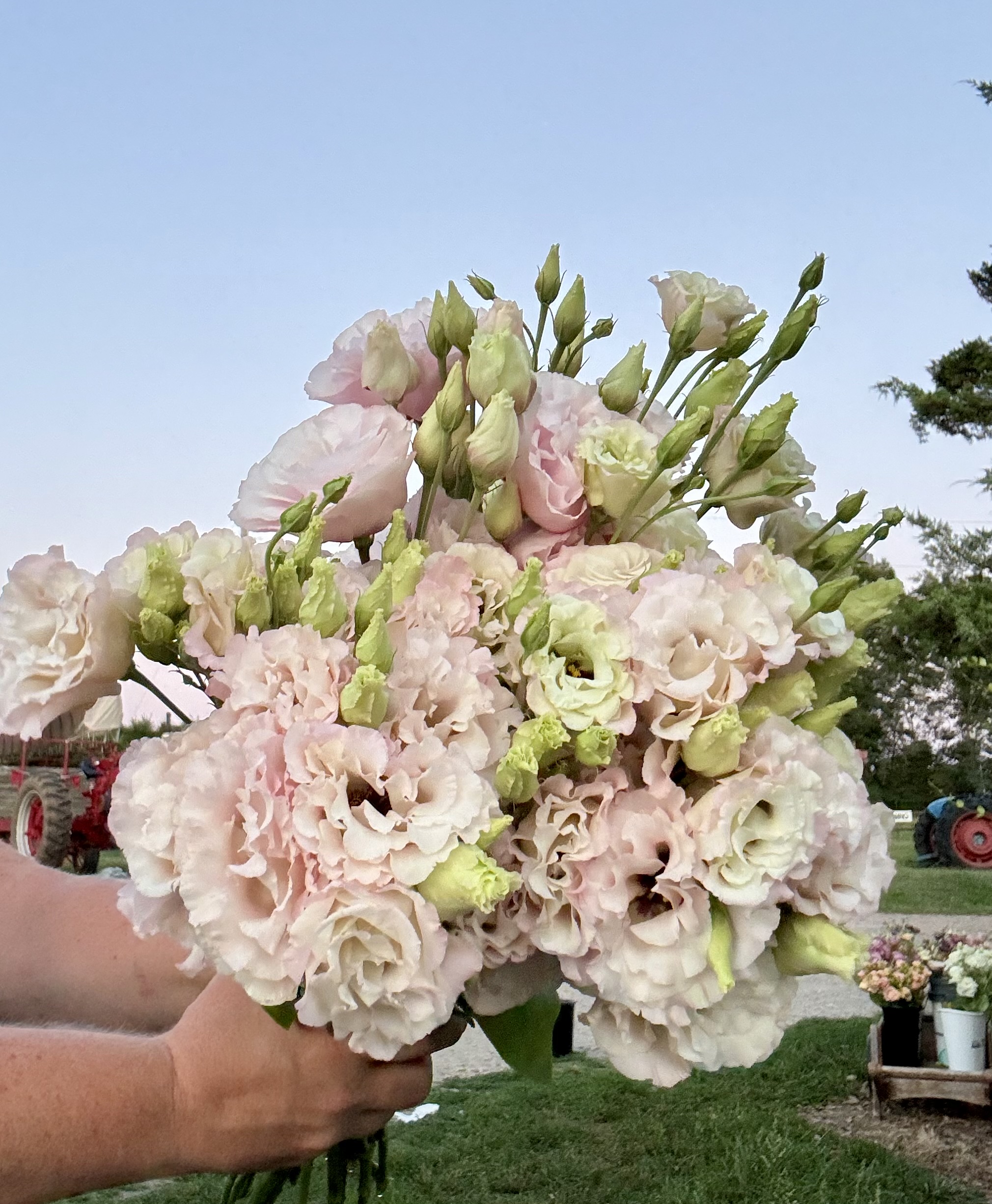 EUSTOMA grandiflorum Corelli Light Pink