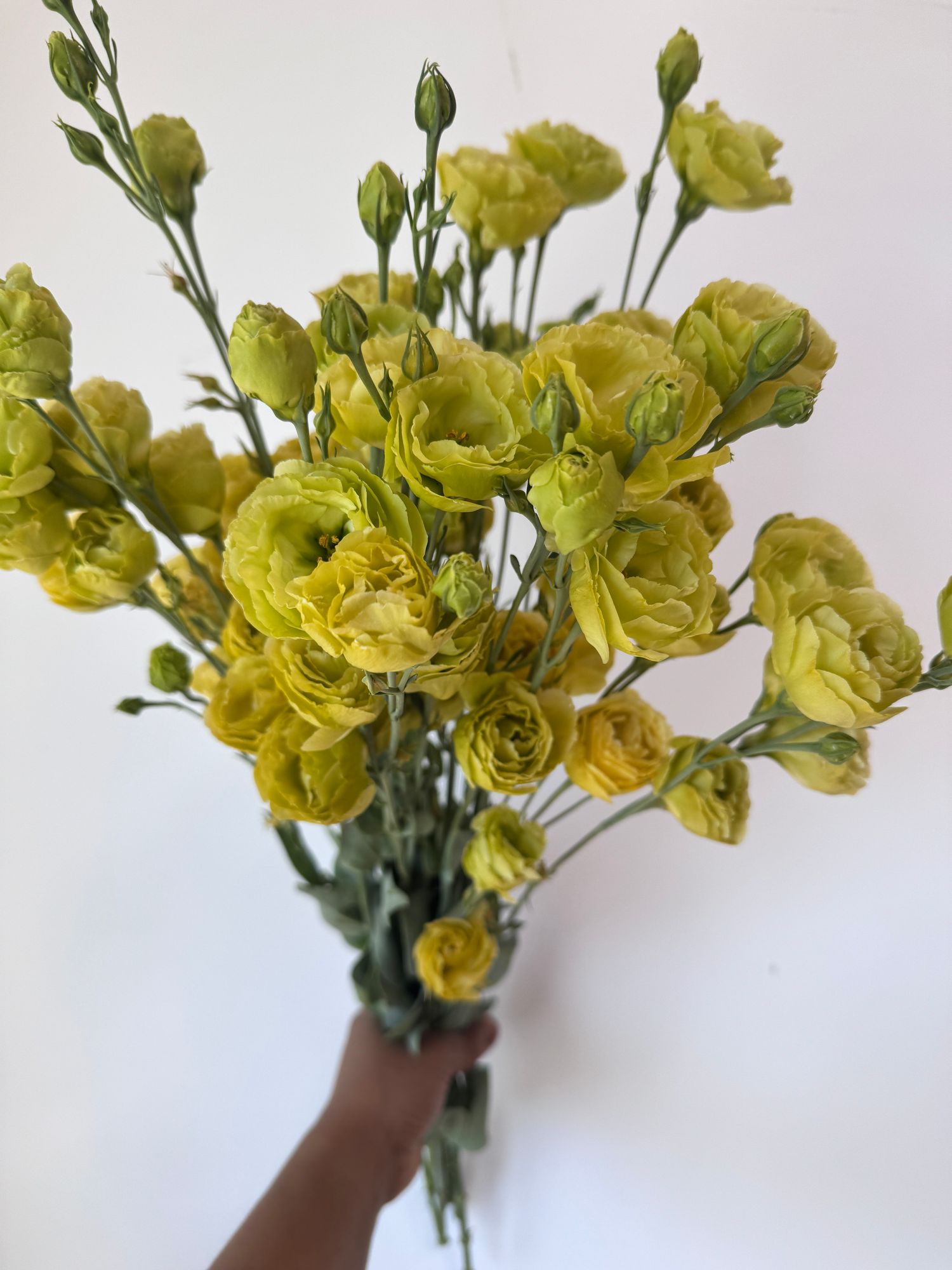 EUSTOMA grandiflorum Rosanne