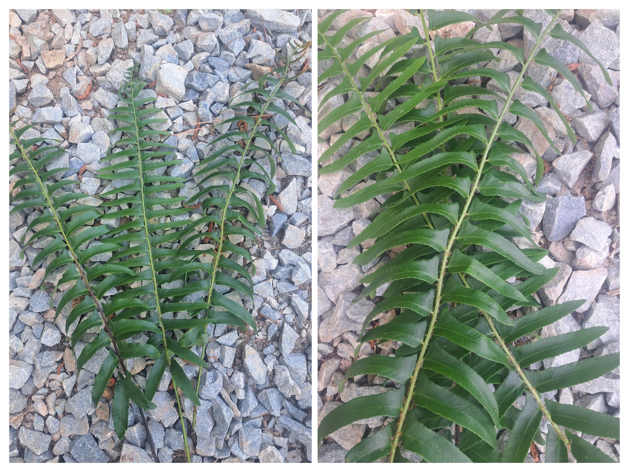 DRYOPTERIS intermedia