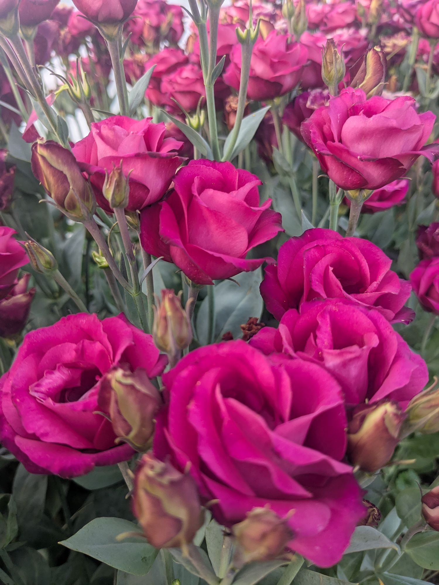 EUSTOMA grandiflorum Croma 3