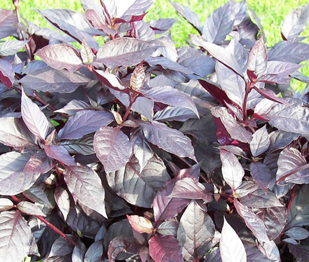 ALTERNANTHERA dentata