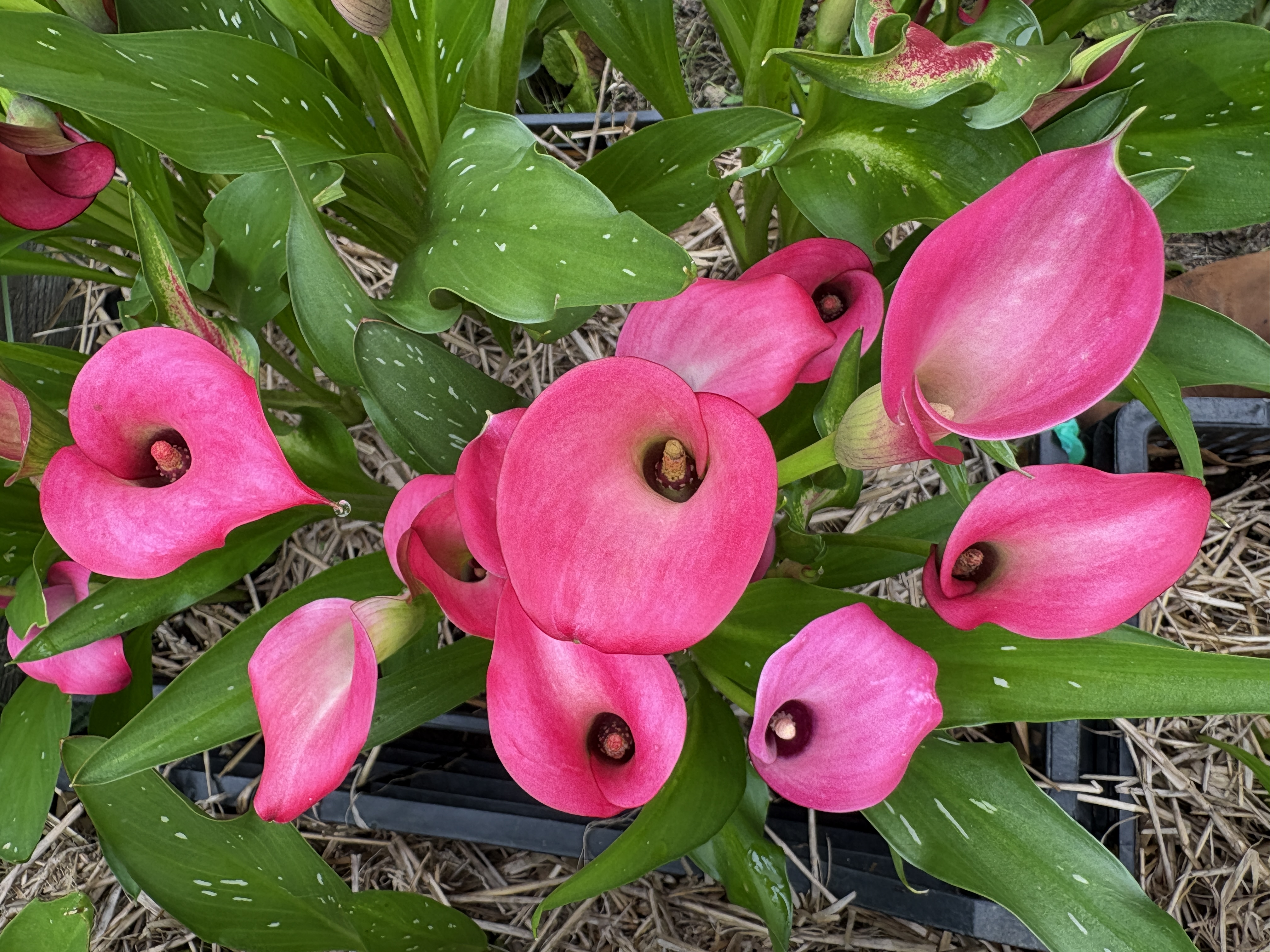 ZANTEDESCHIA x