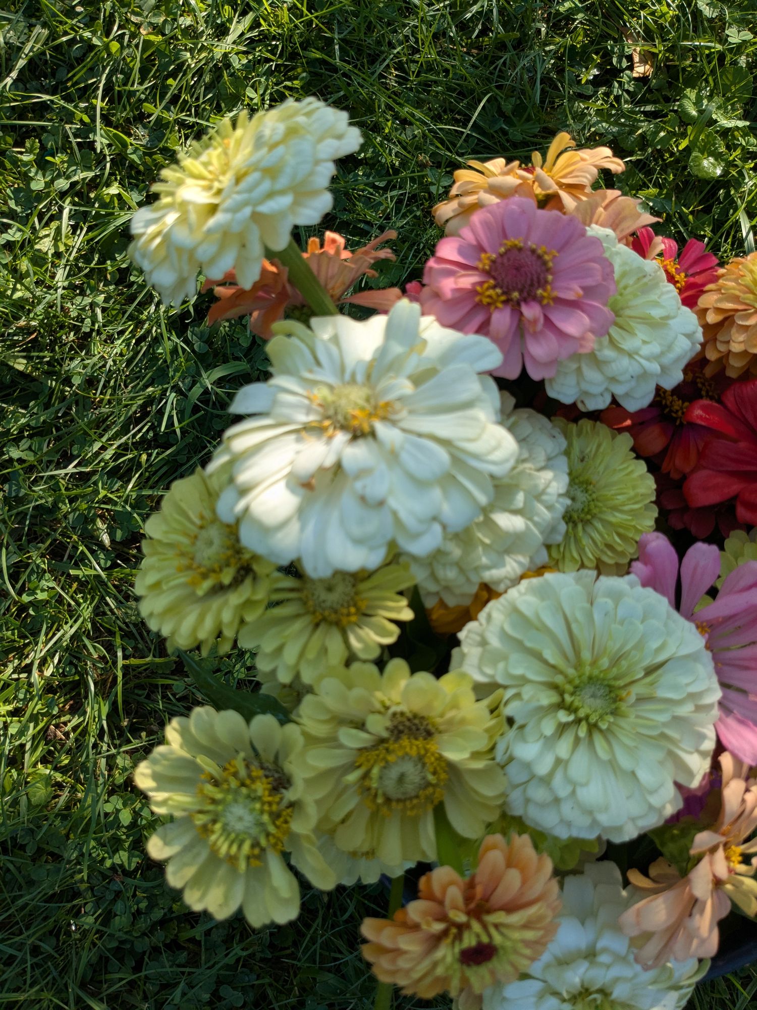 ZINNIA