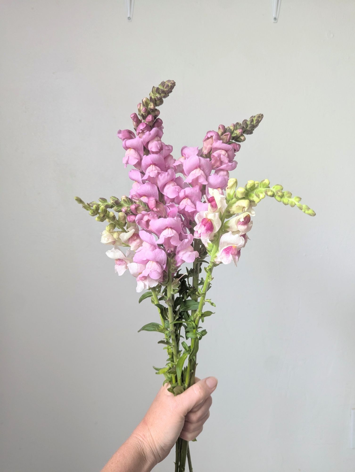 ANTIRRHINUM majus Potomac