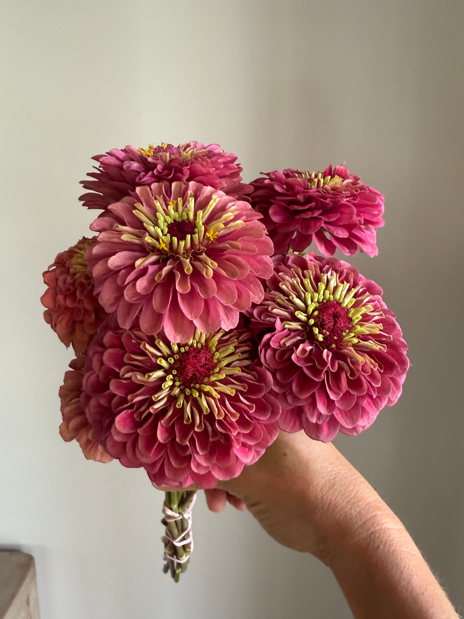 ZINNIA elegans Queeny Lime Red