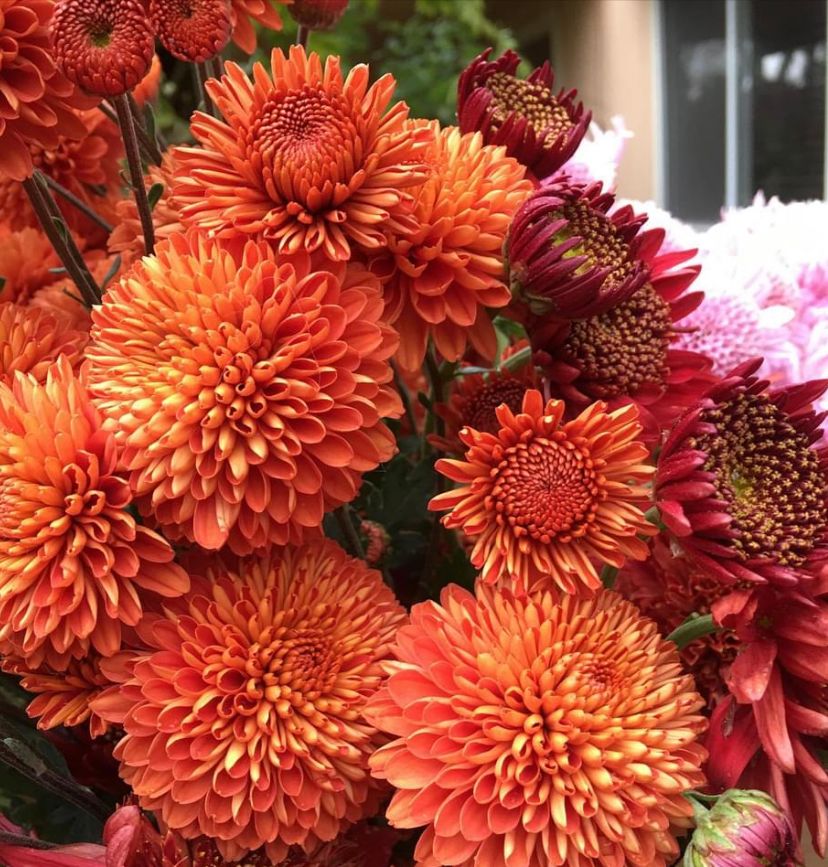 CHRYSANTHEMUM